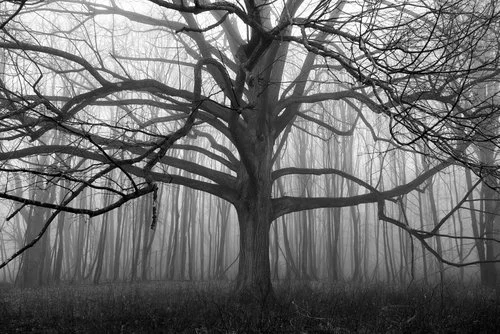 "Reaching Out" © Cam Gould