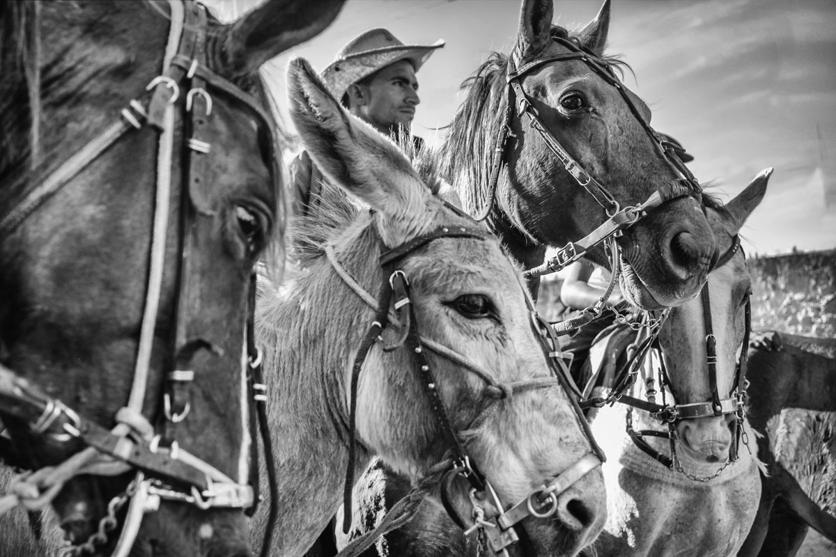 Ridden, Pau Ferro-PE, 2016