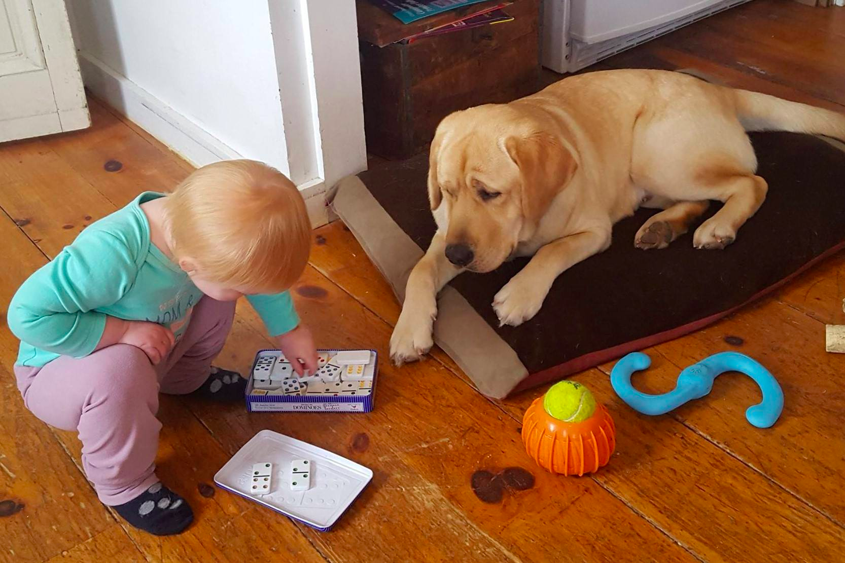 BluePath Duke learns how to play dominoes with Kathleen's granddaughter (and BluePath's newest puppy-raiser-in-training!).