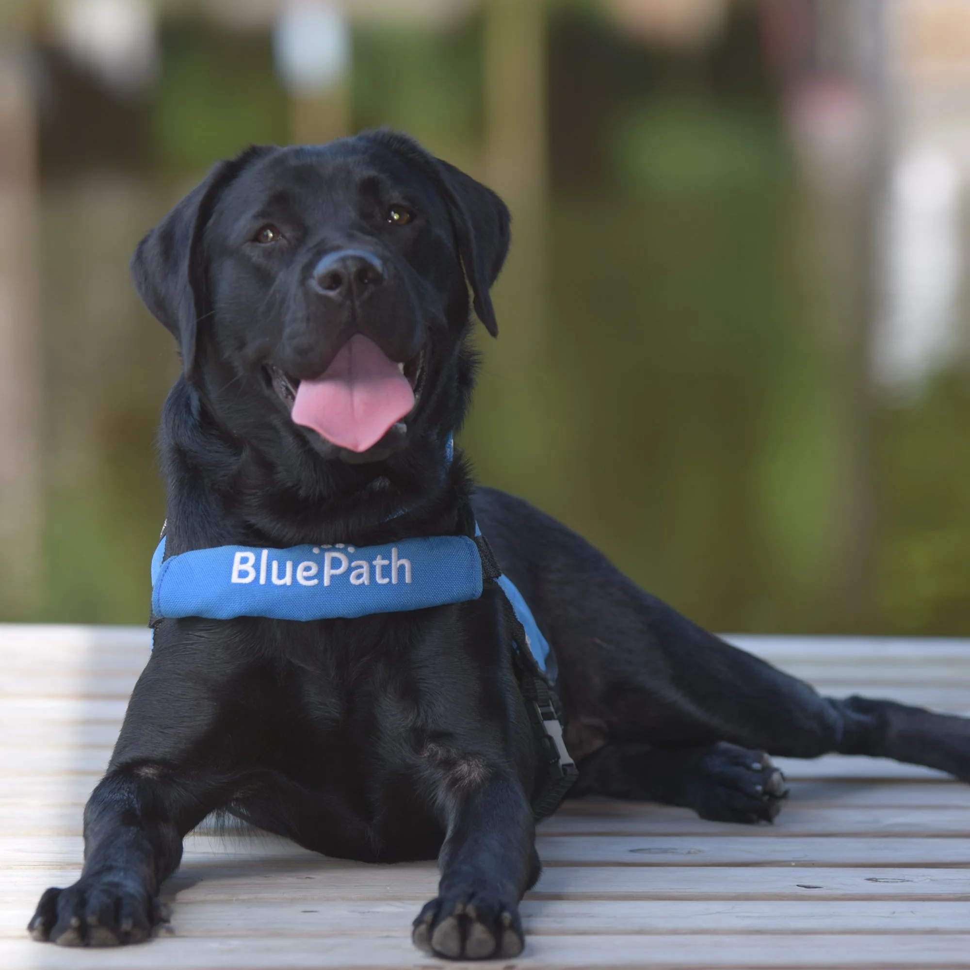 BluePath Chelsea