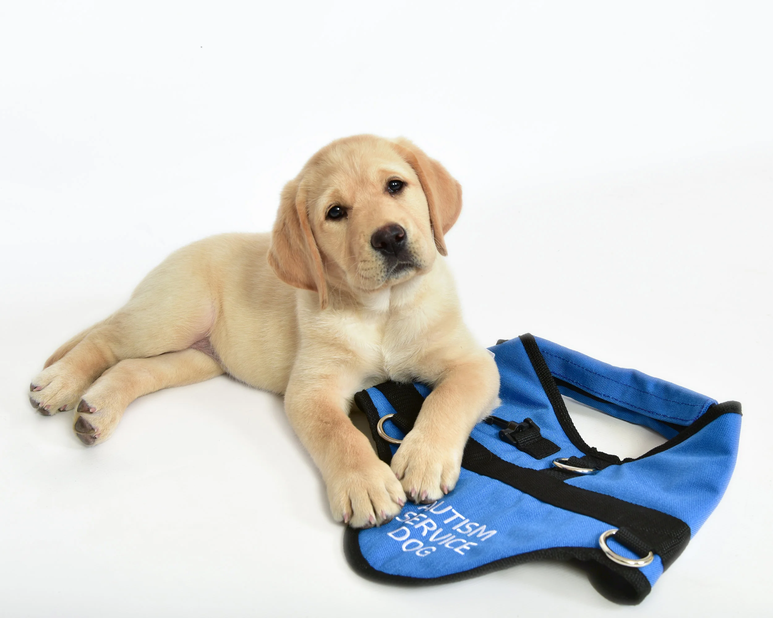 Bluepath Service Dogs Yoga With Puppies Sold Out