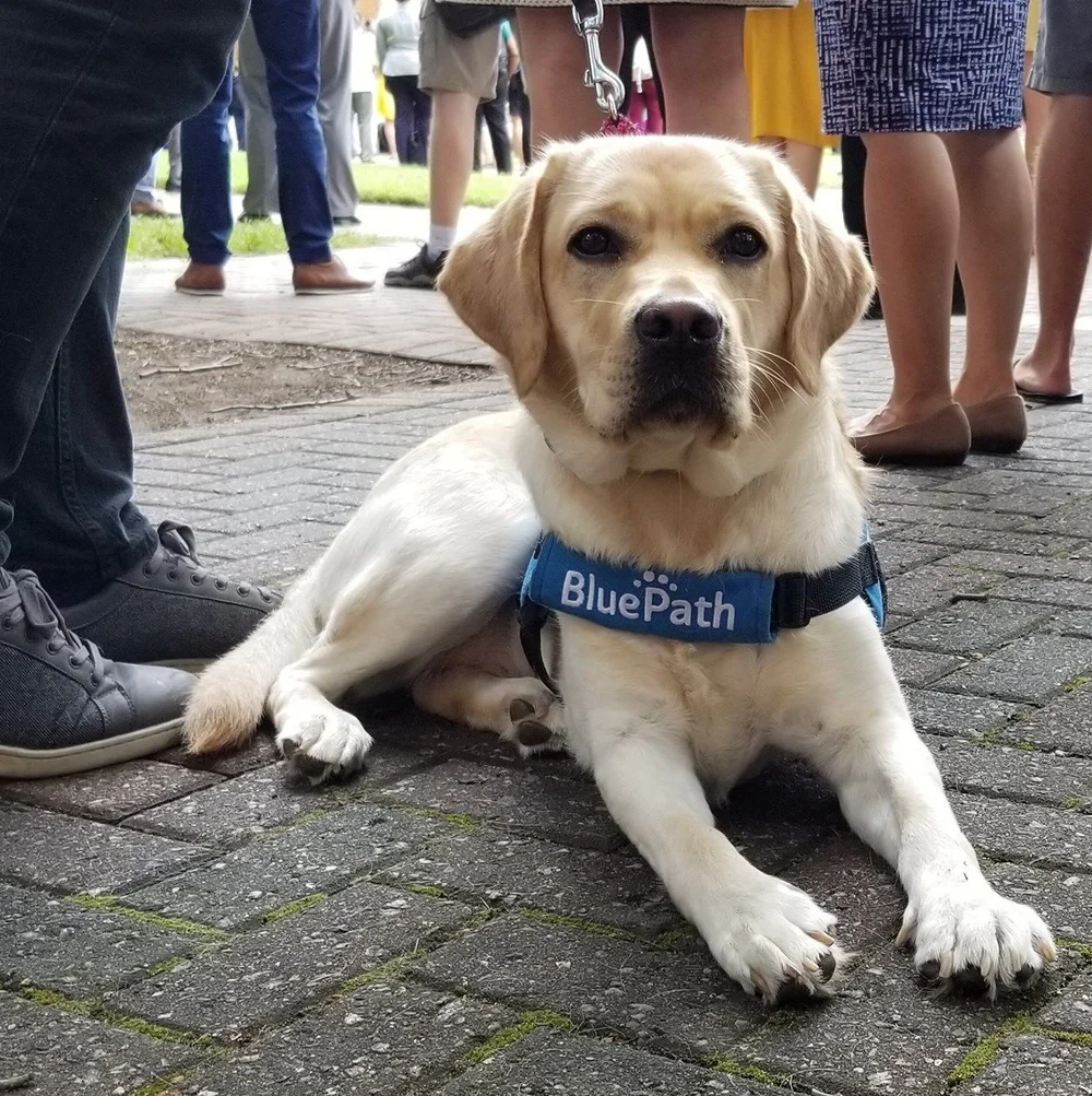 Does My Service Dog Need To Wear A Vest