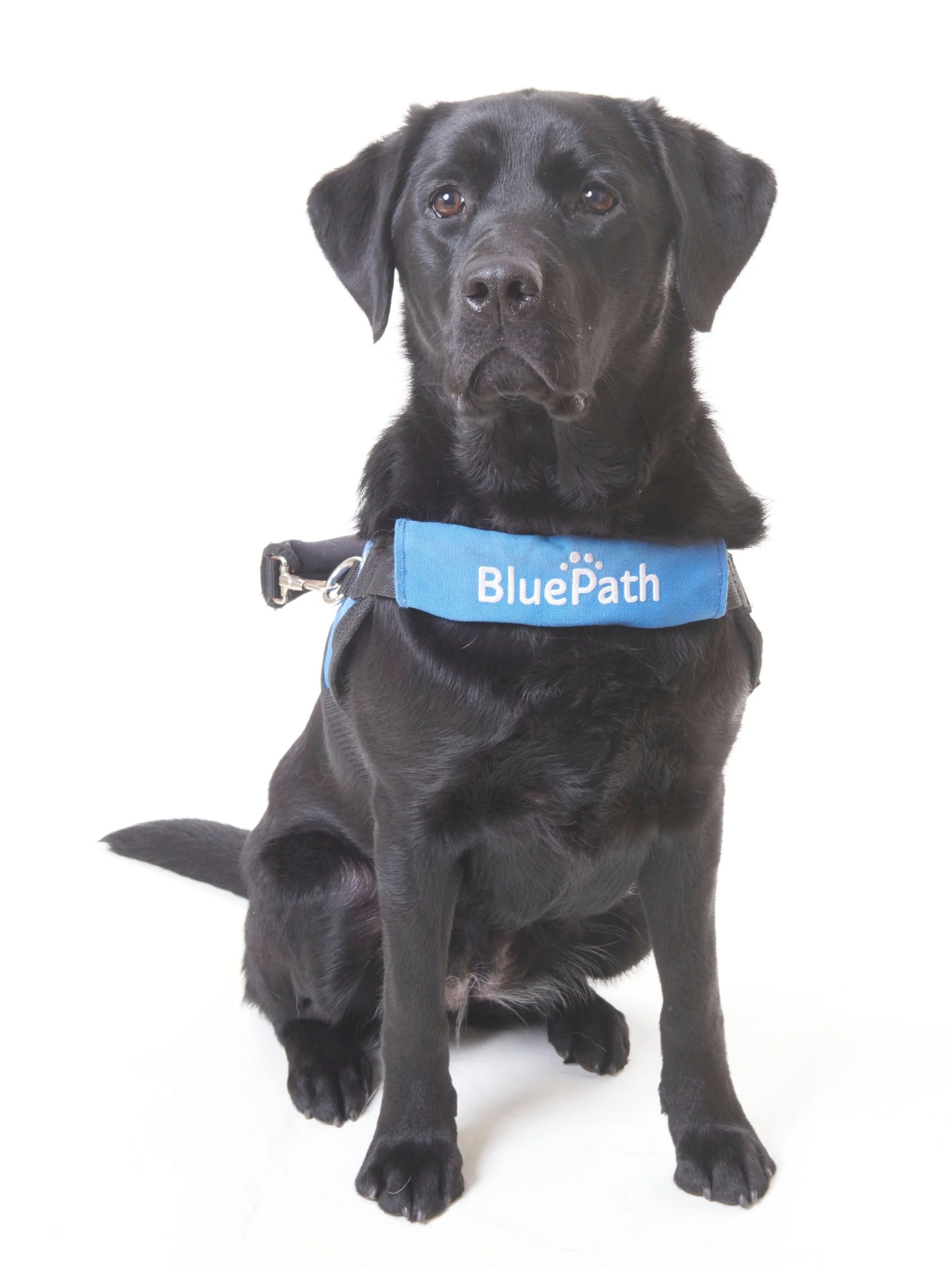 BluePath Tricia Graduated with the Galatan family Raised by Carolyn Anders Fostered by the Armstrong family Provided by Guide Dog Foundation