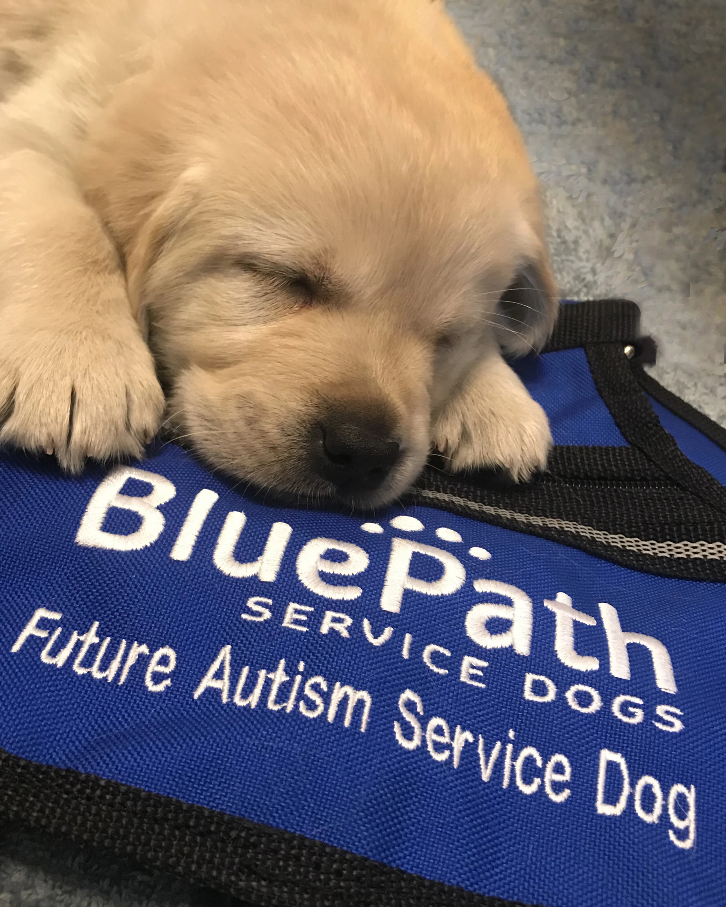 autism service dog vest