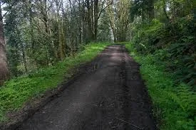 "My church", where I often run in the woods. Leif Erickson Trail, Forest Park, Portland, OR