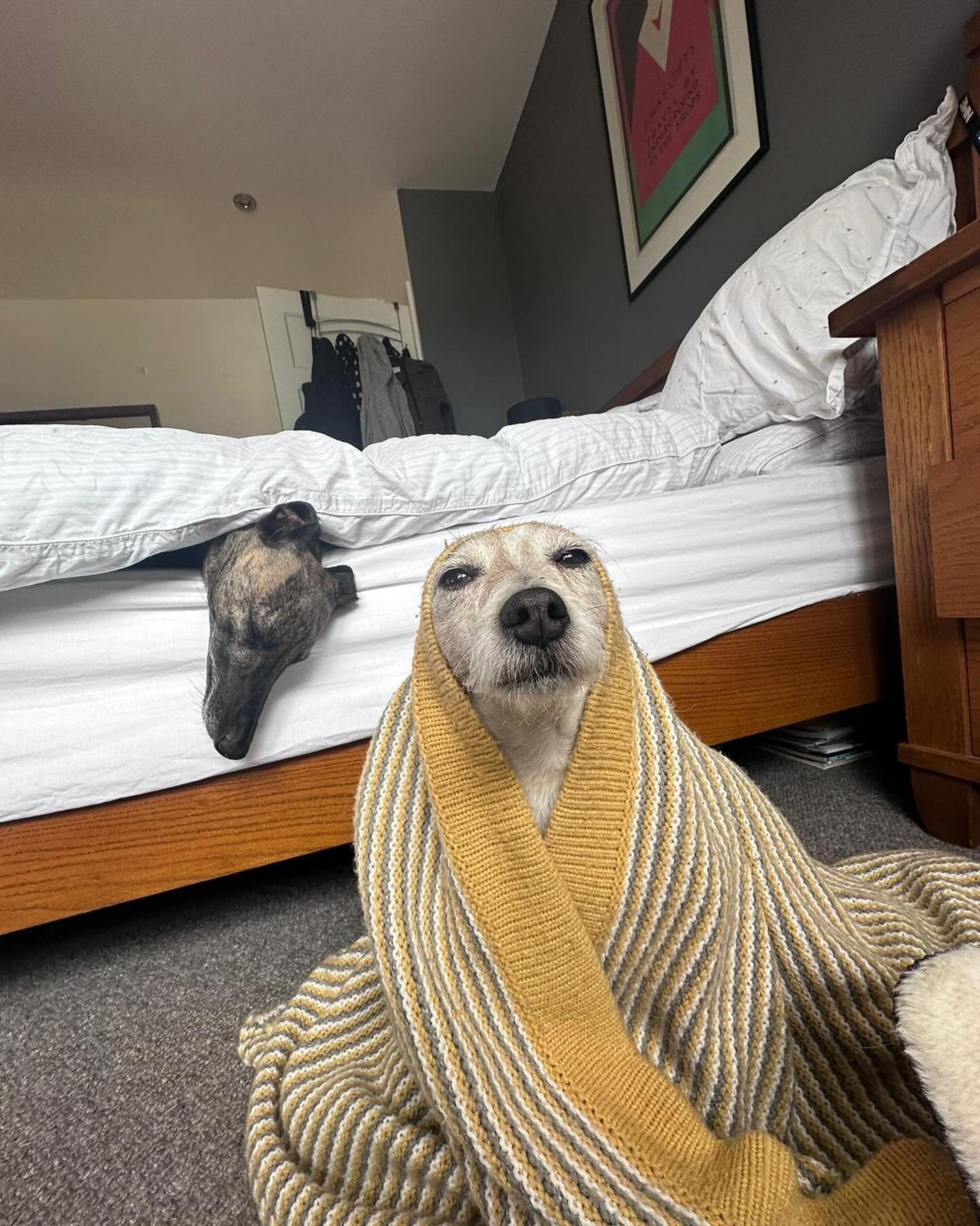 Happy international dog day