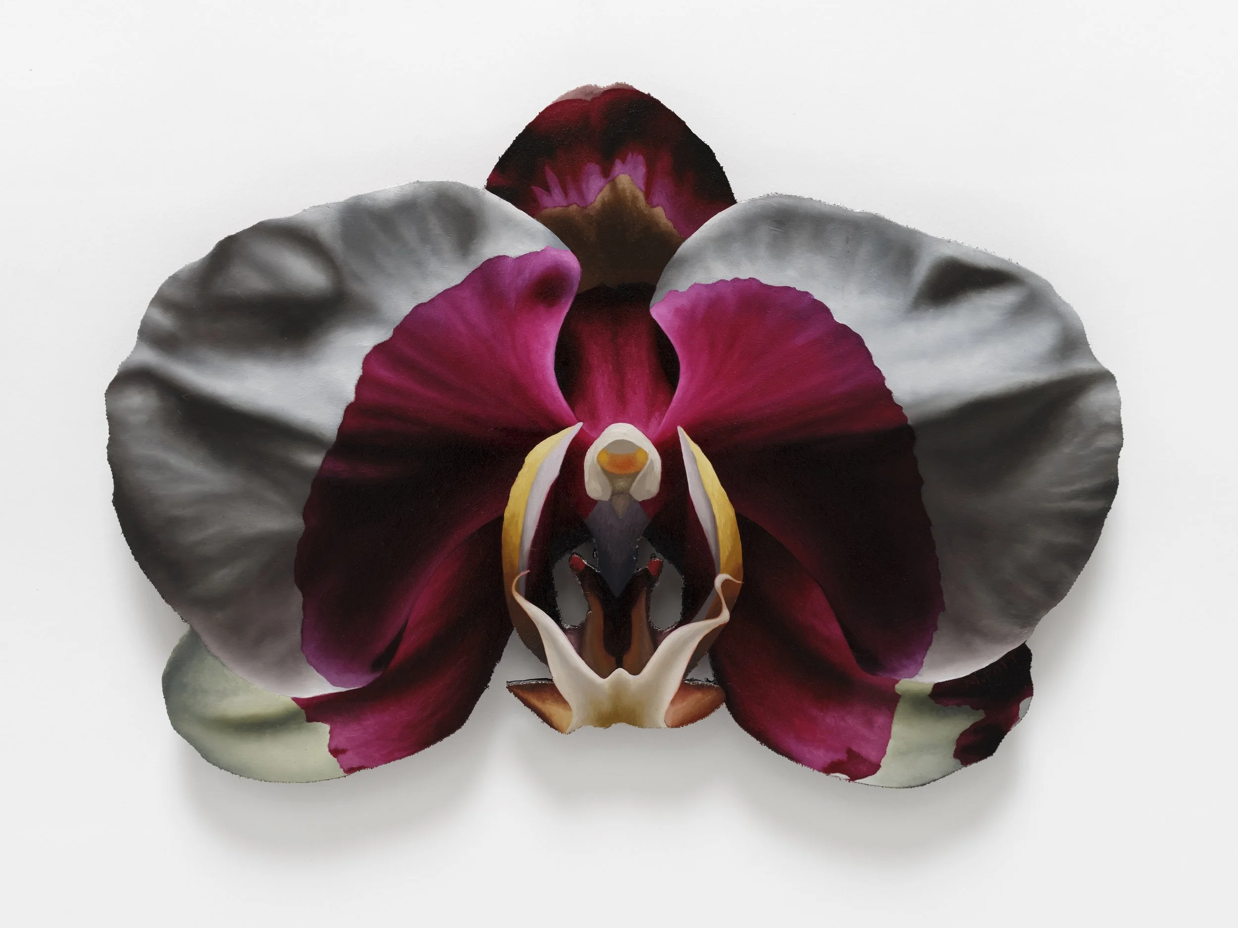Orchid [White and Magenta]