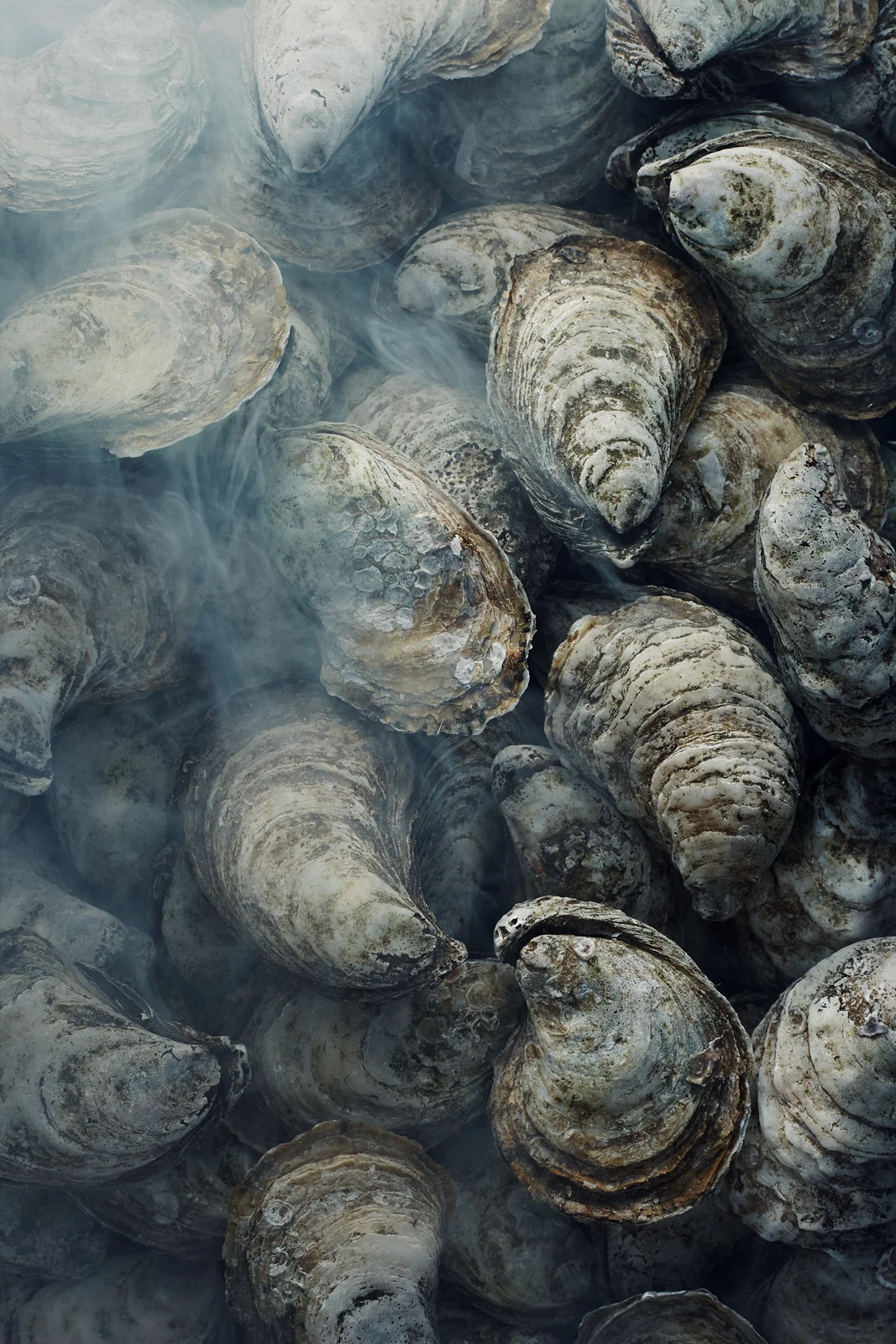 134_OYSTERS_103.jpg