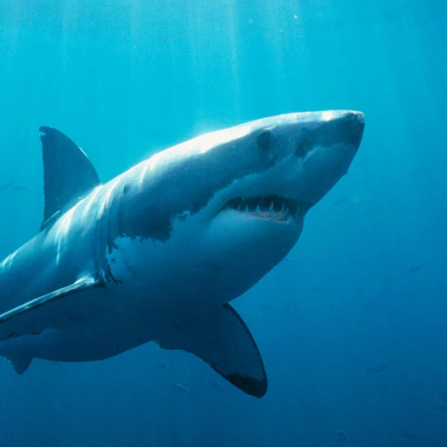 Shark Script Being Shot!