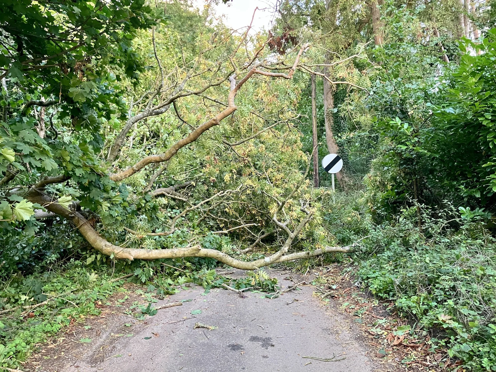 Tee fallen down on road to woods