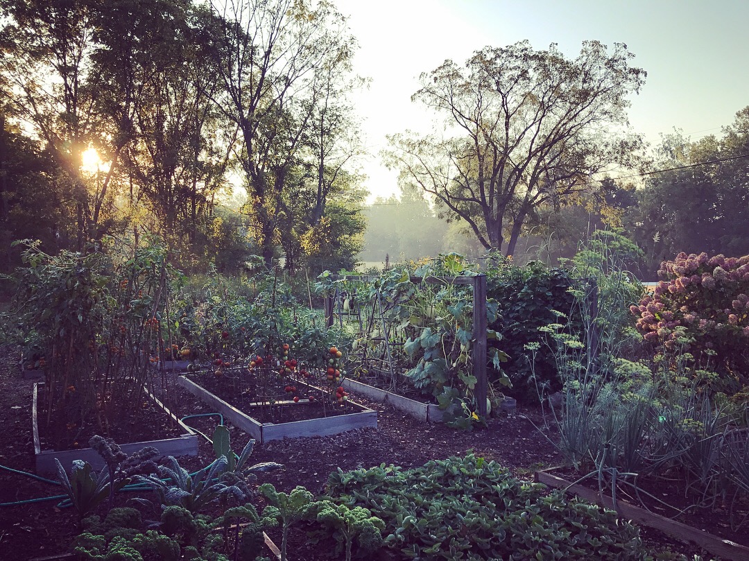  Sunrise over the vegetable beds 