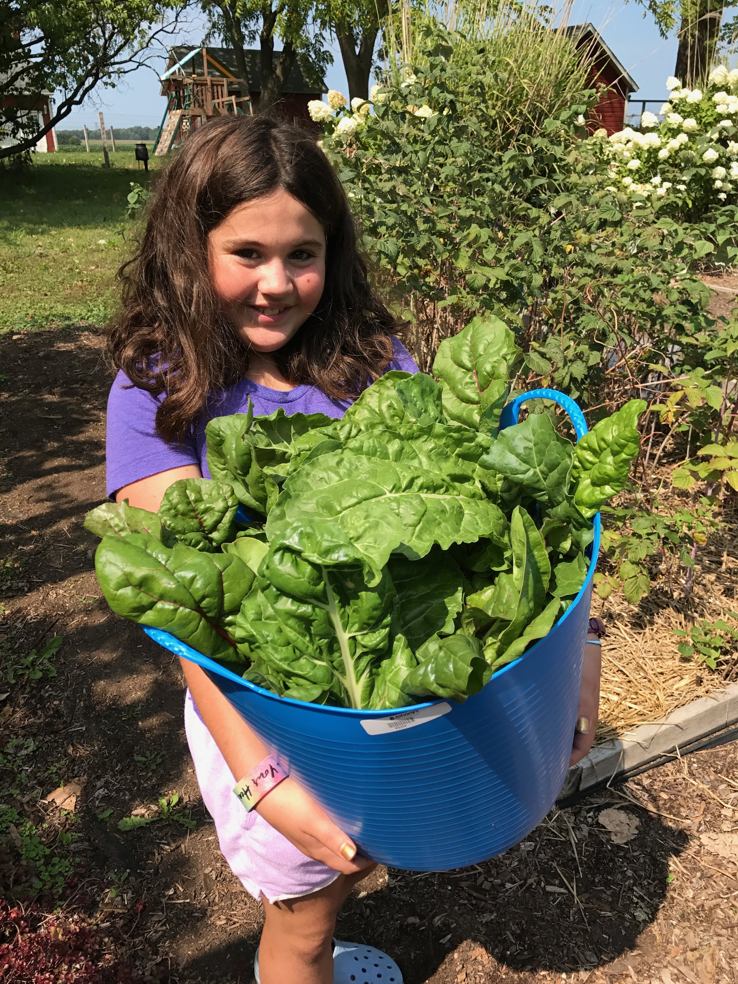  Olivia’s rainbow chard harvest 