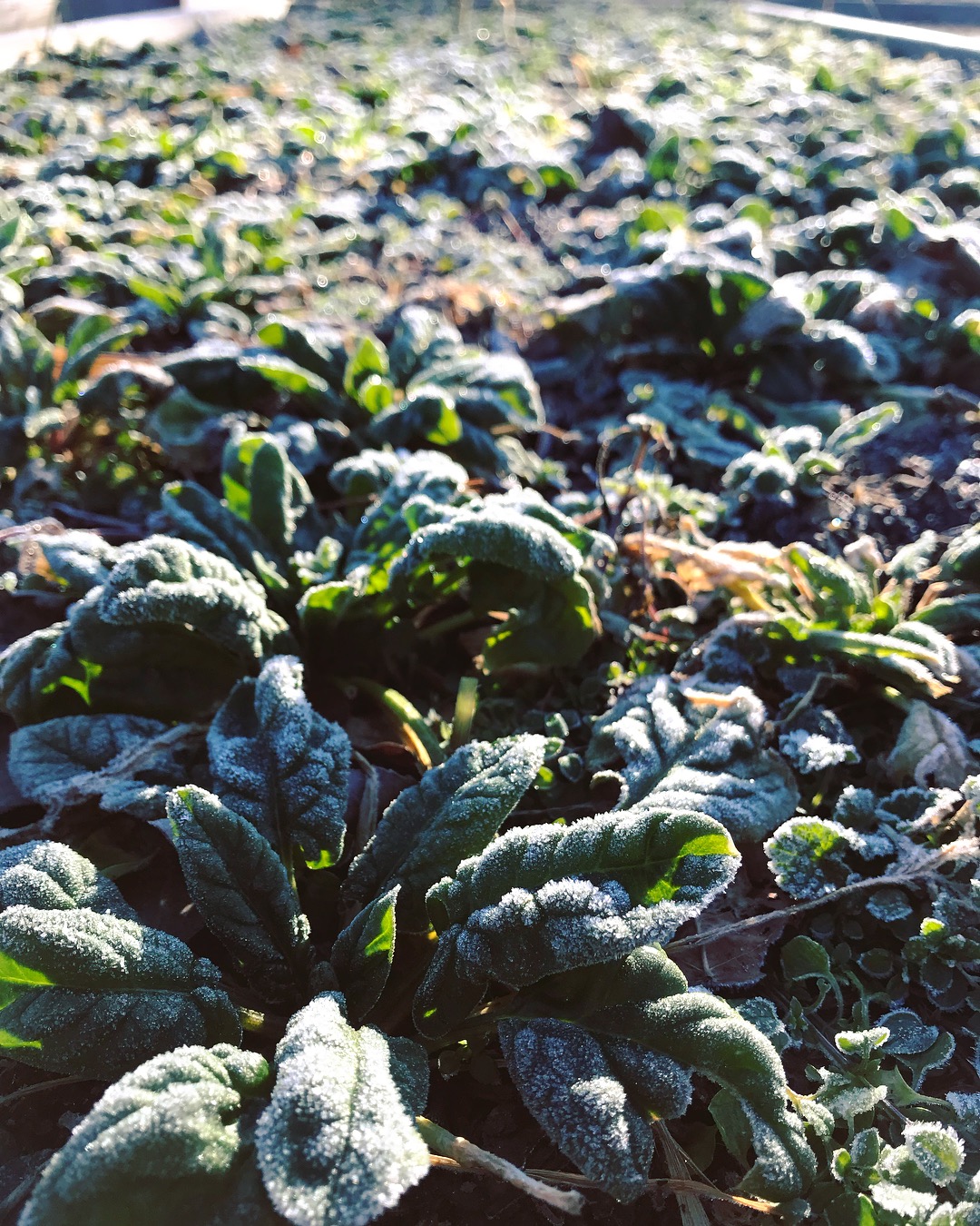  Overwintered spinach 