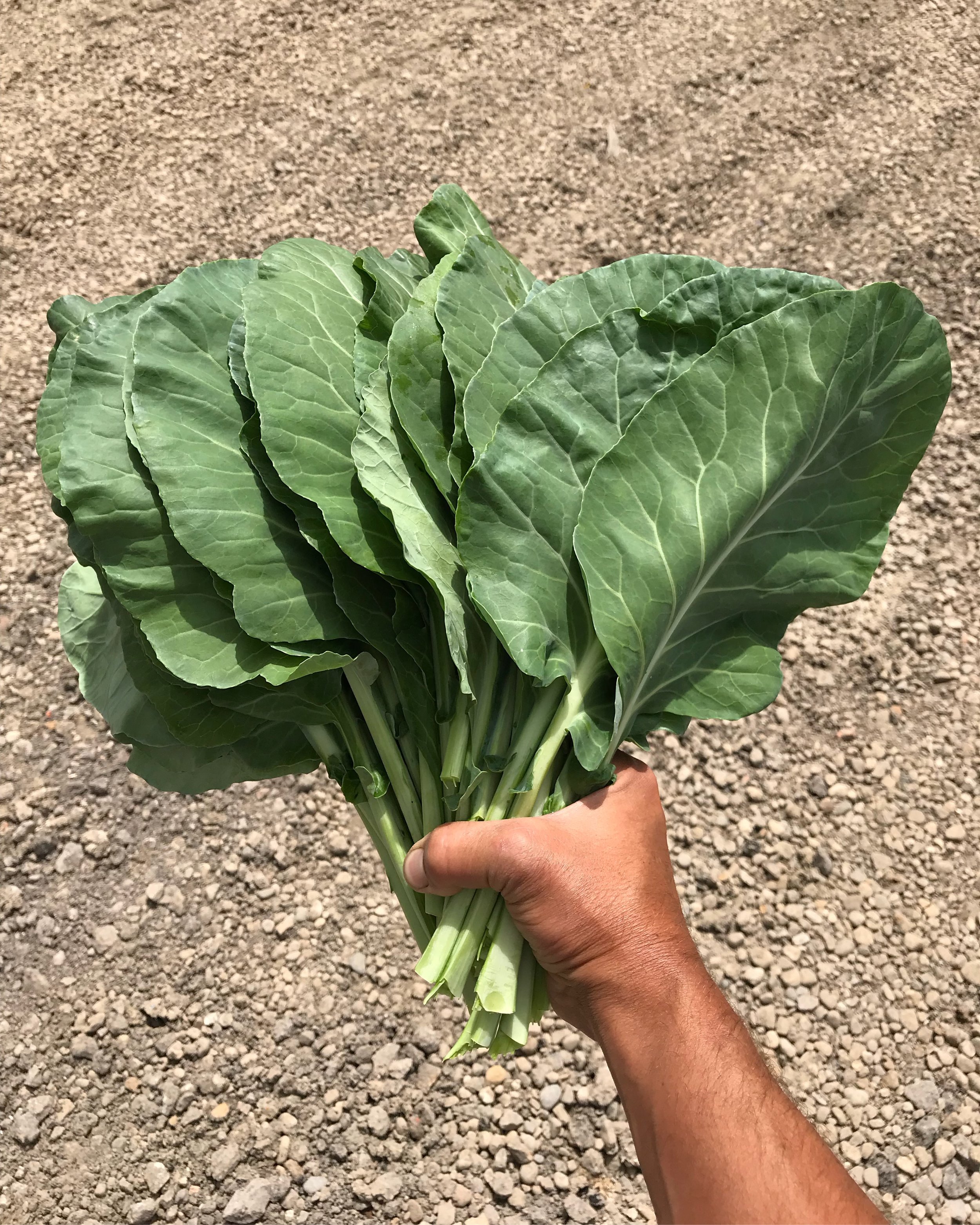  Collard powered! 