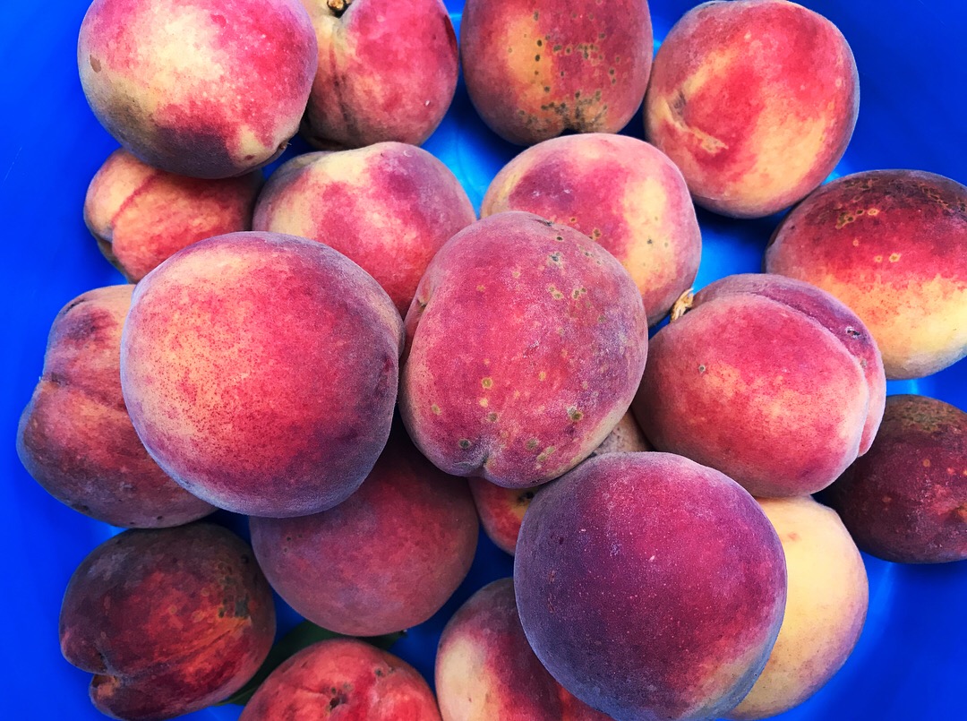  Peach harvest 