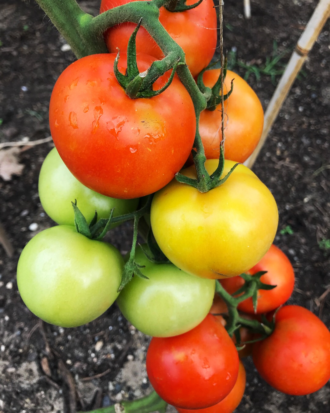 Ripening tomatoes 
