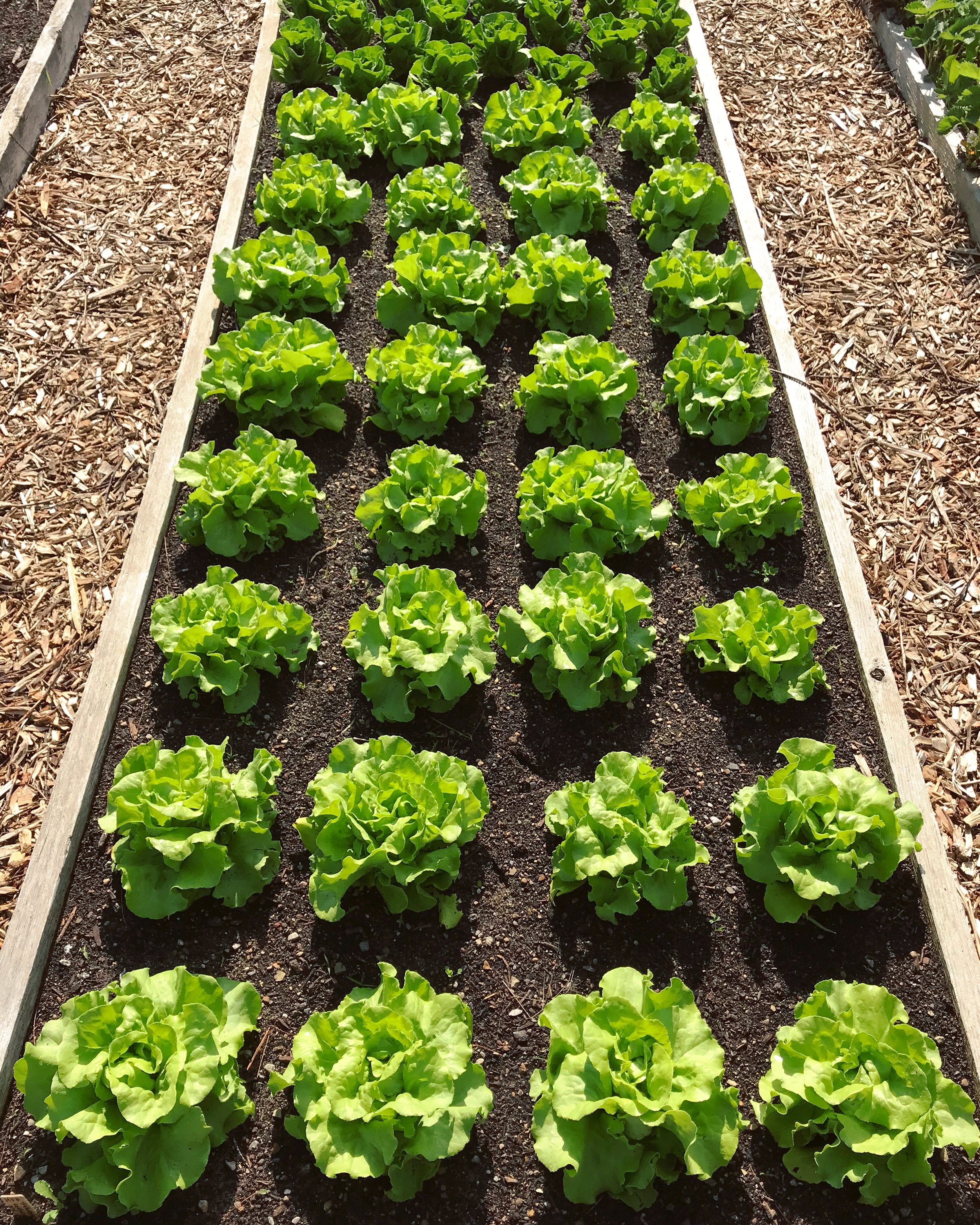  Spring lettuce heads 