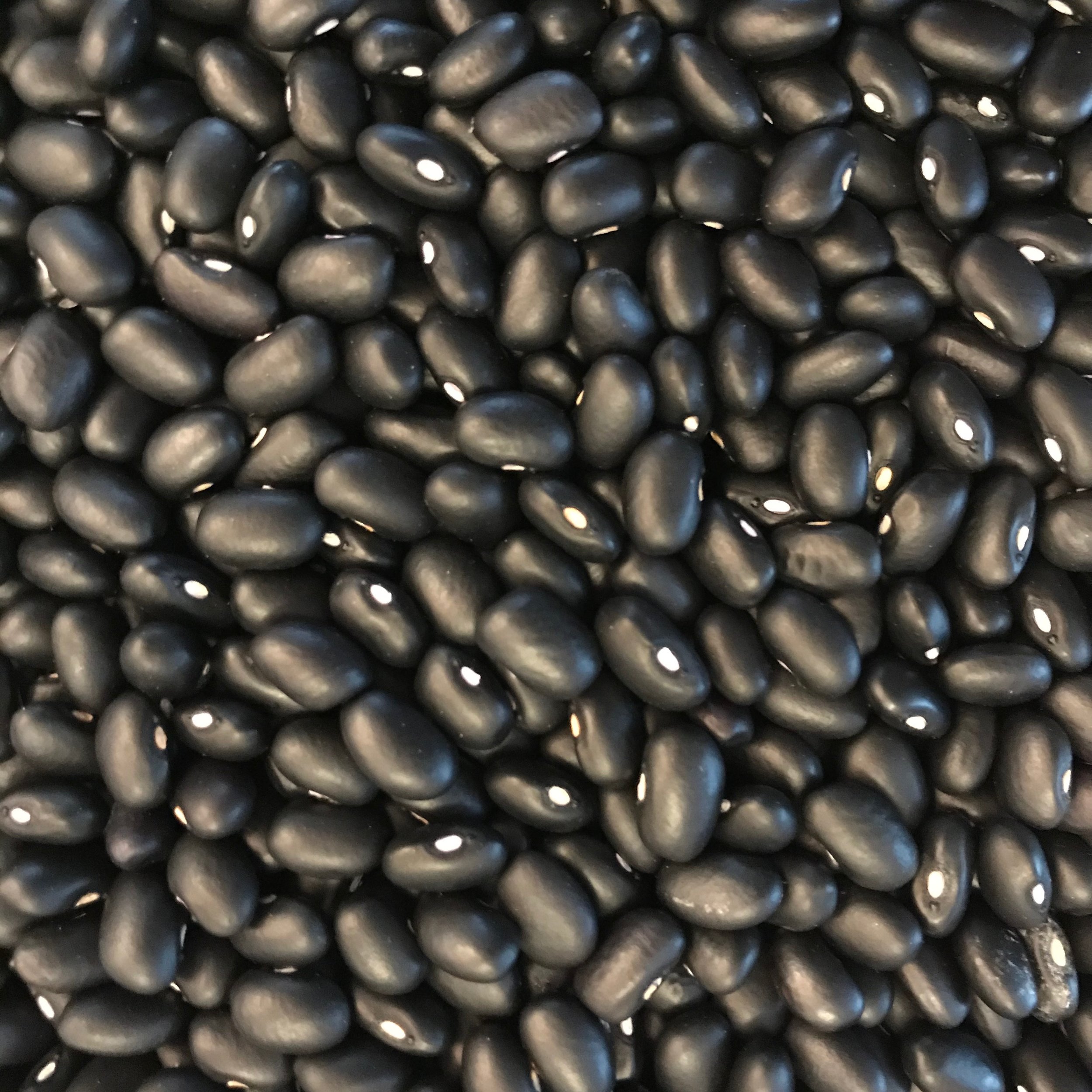  Autumn black bean harvest 