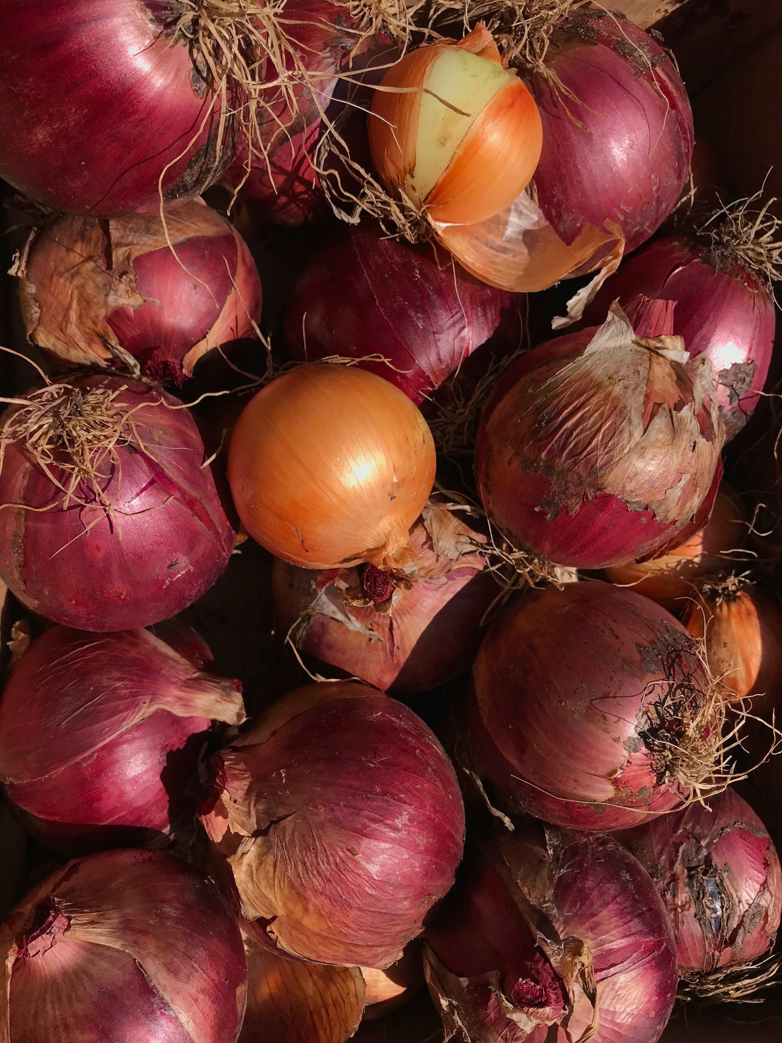  Onion harvest 
