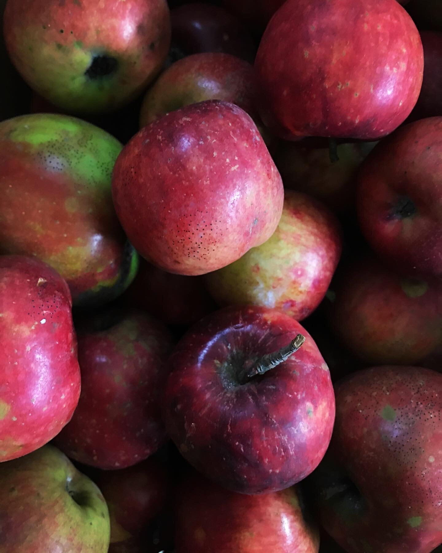  2019 was our 1st year distributing surplus apples from Richard Rutschman at Wild Raspberry Apple Orchard in Union Pier. So delicious! 