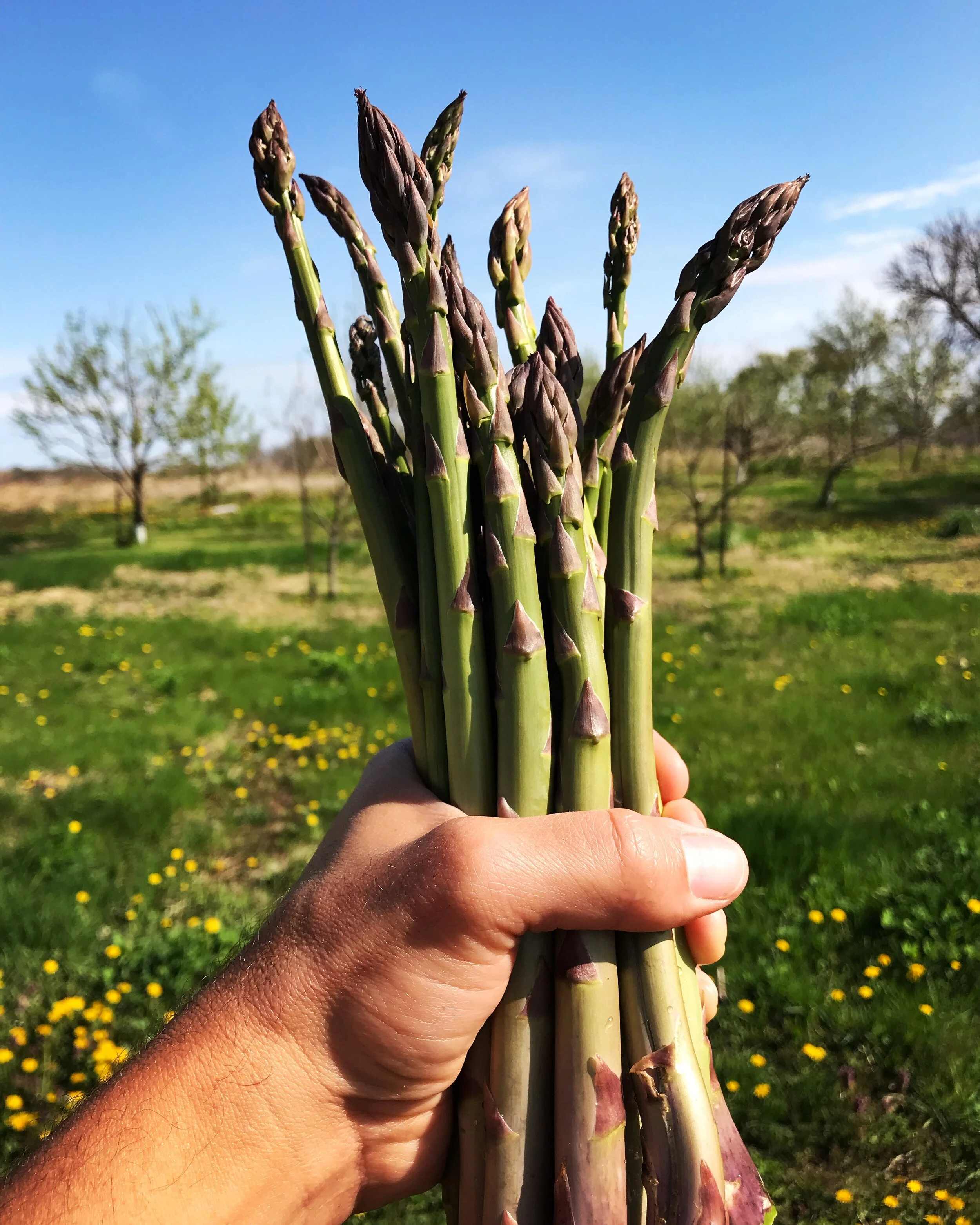 AsparagusHandful.JPG
