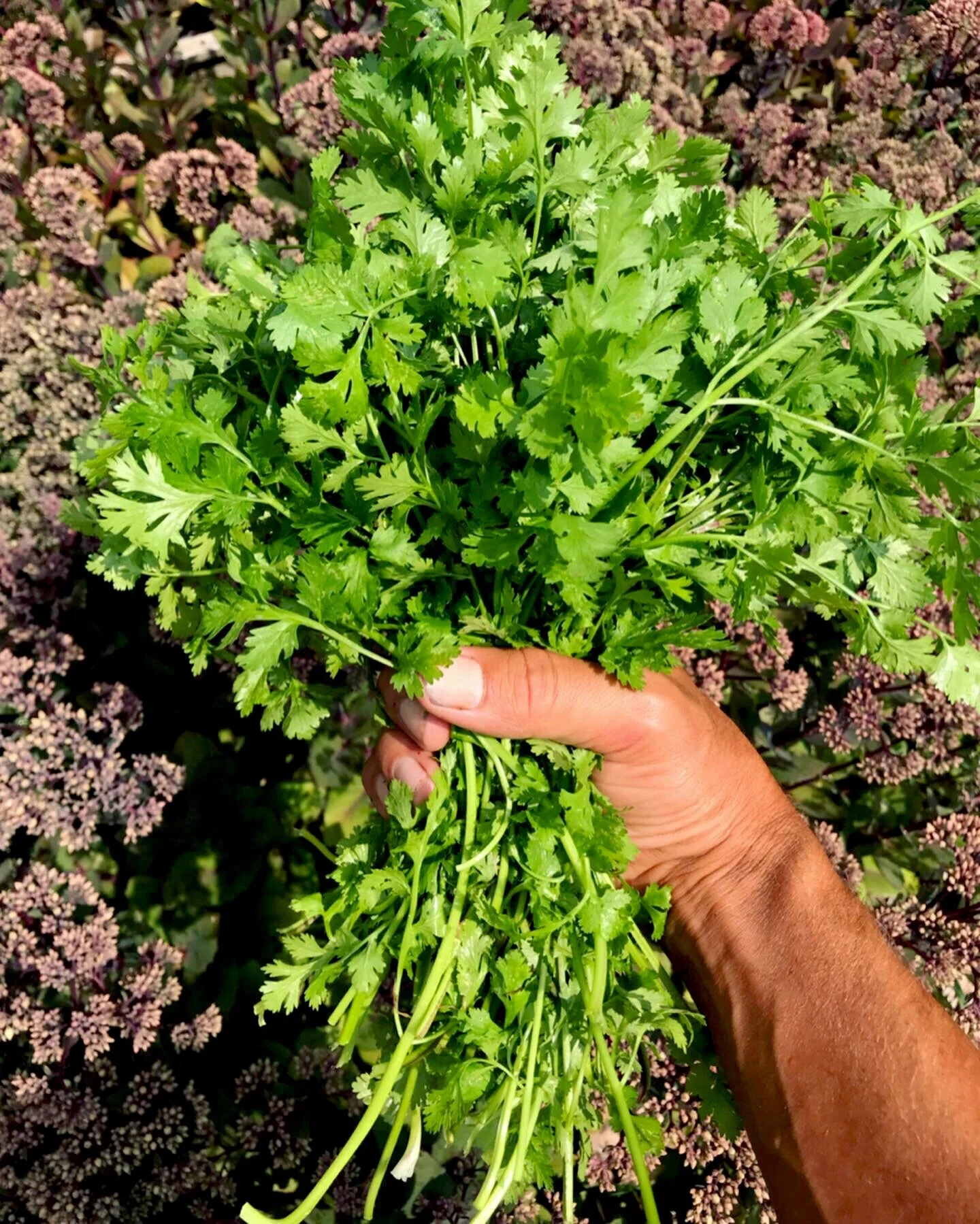  Our cilantro went gangbusters in 2019! 