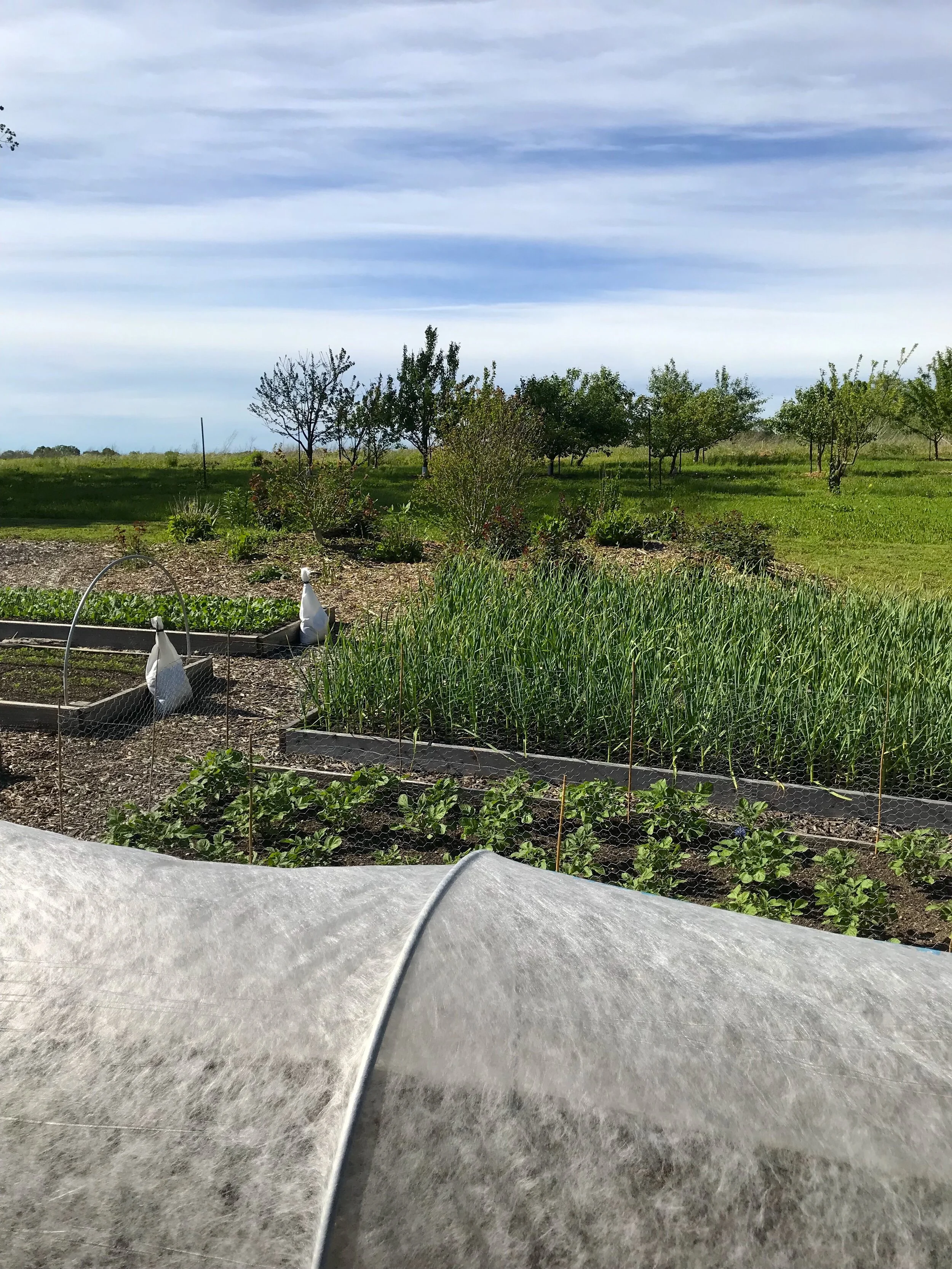  Springtime raised beds 