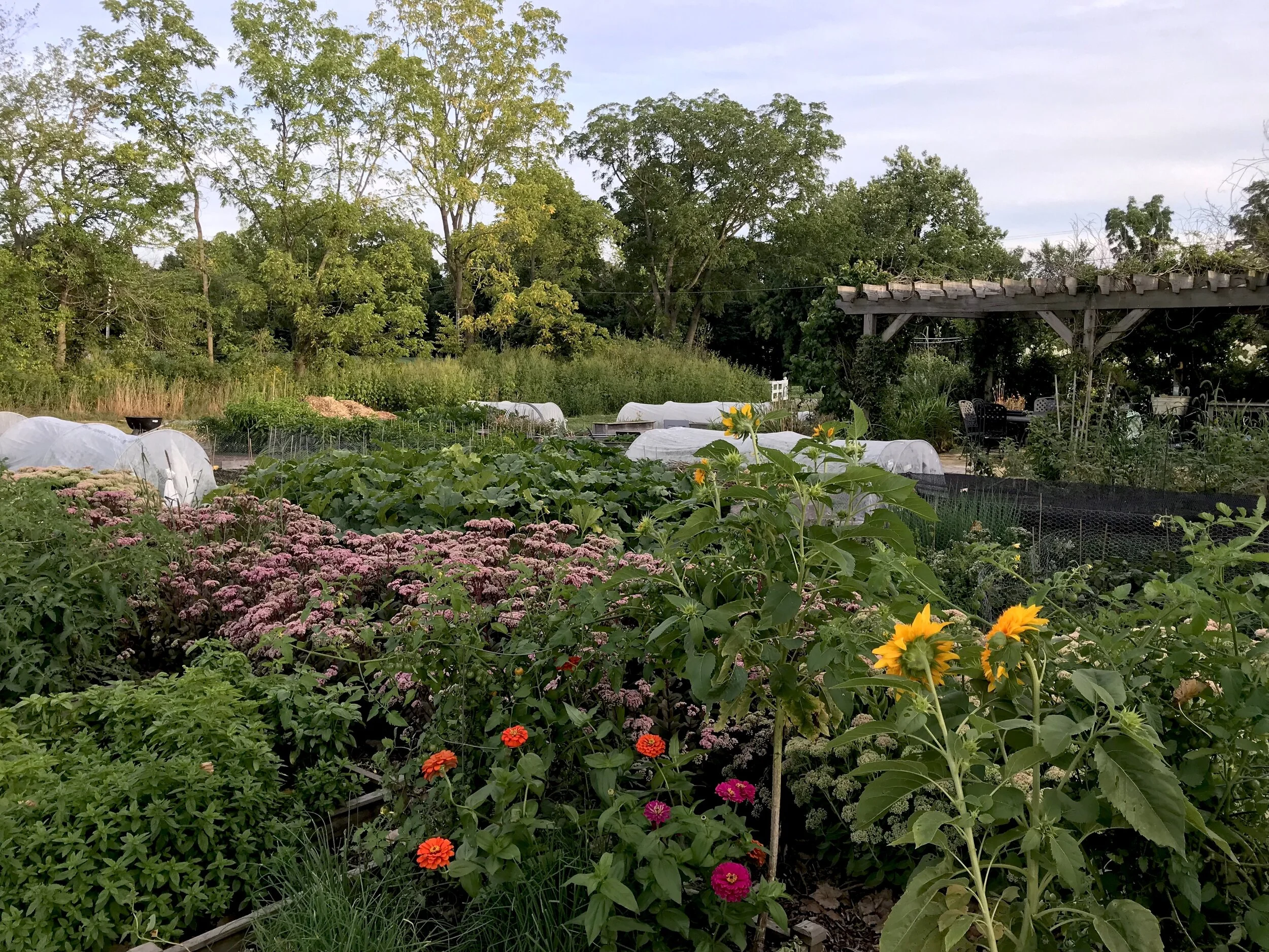  Summertime veggie garden 