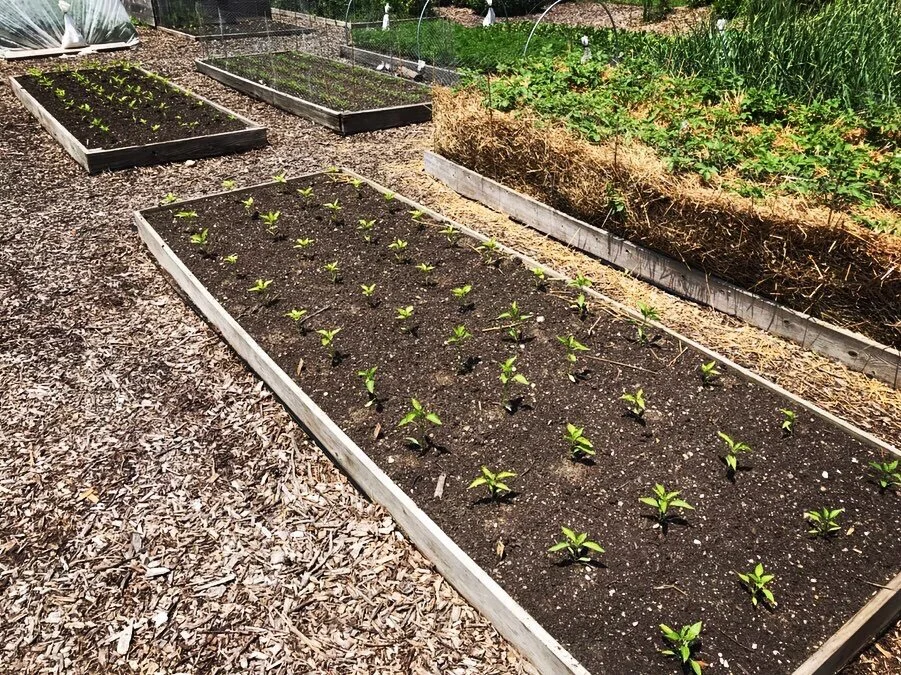  Some of our raised beds, with young pepper plants and potato plants 