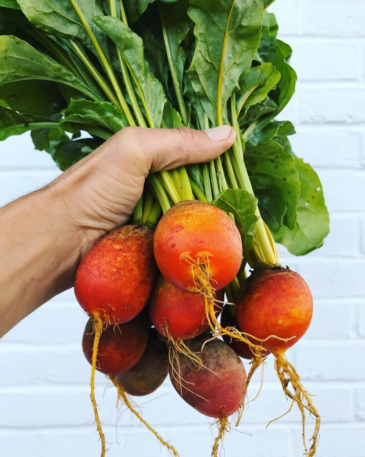  Can’t beet those Touchstone Golds! 