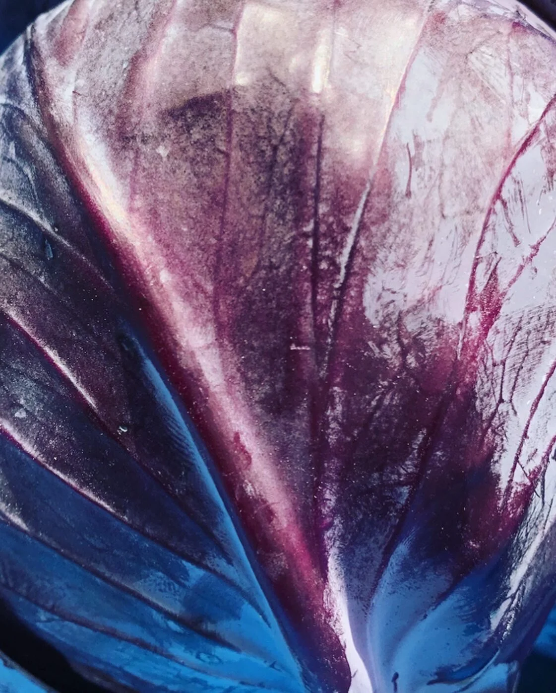  It was also our 1st year growing cabbage 