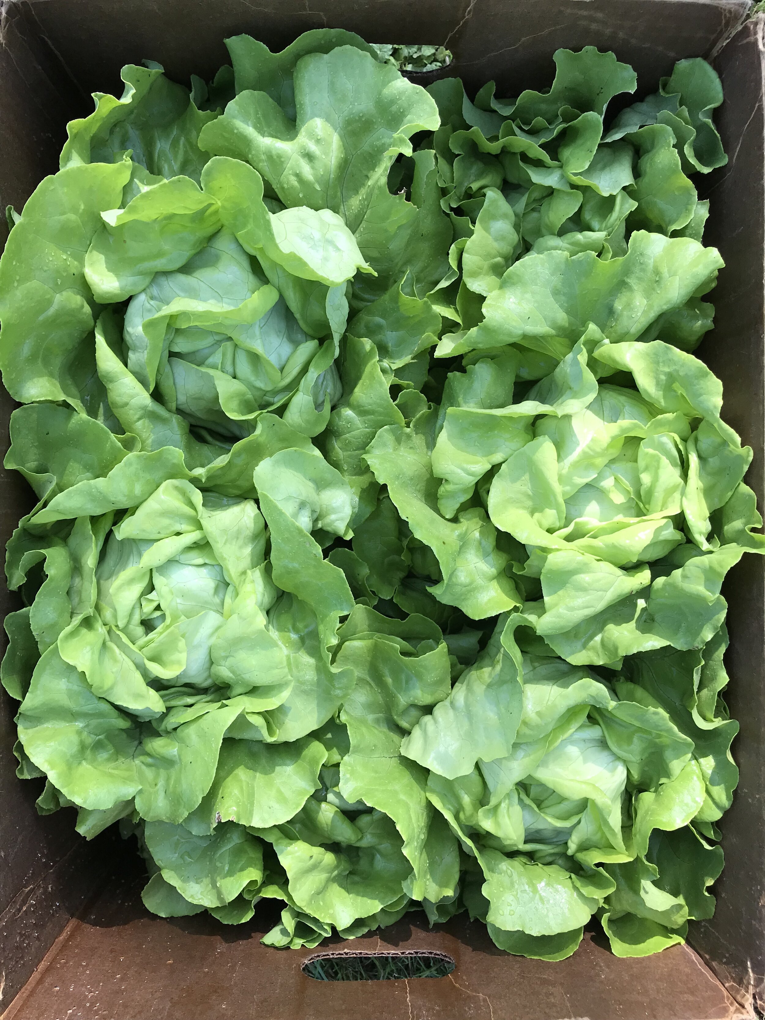  Head lettuce delivery 