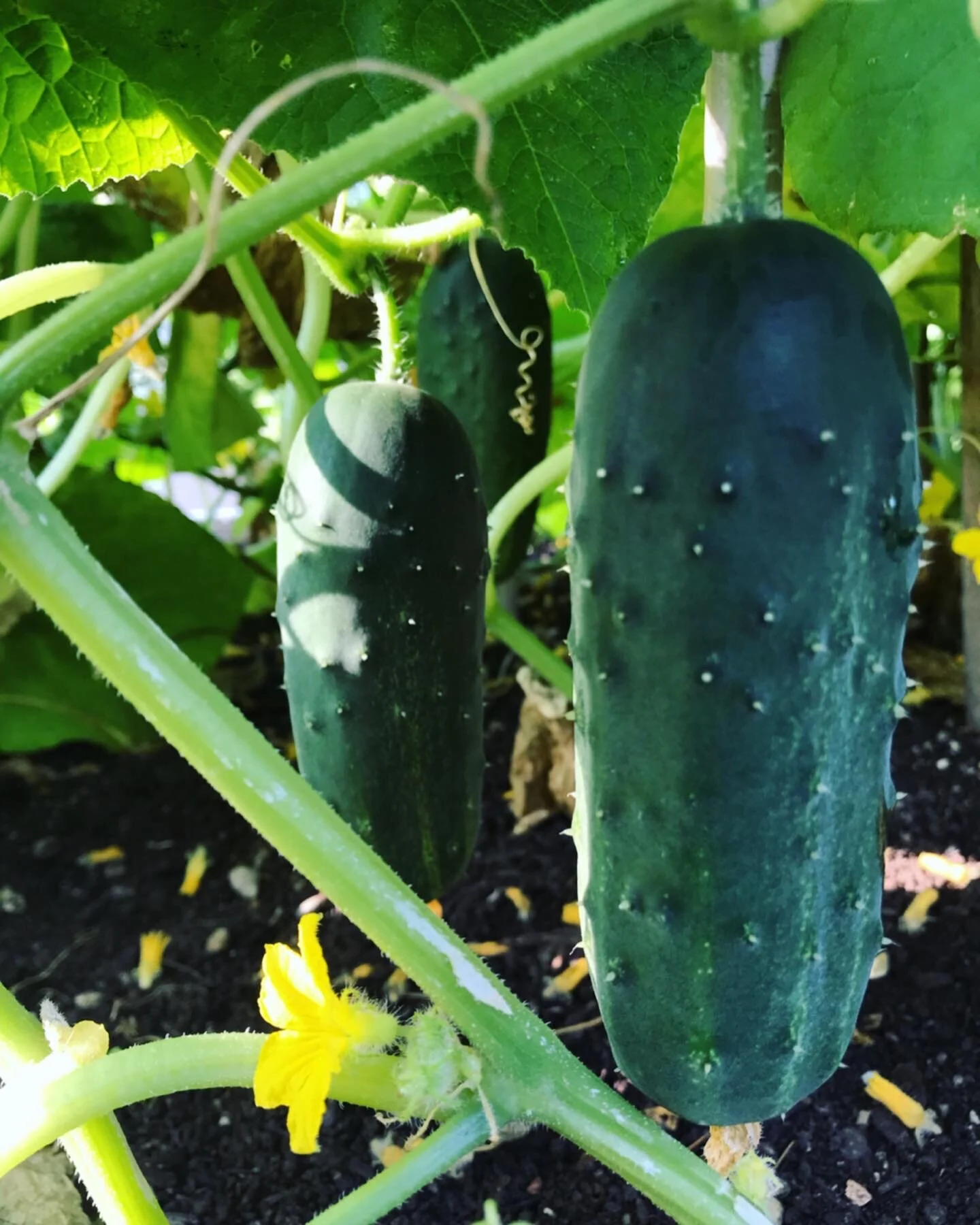  Pickle-ready cukes! 