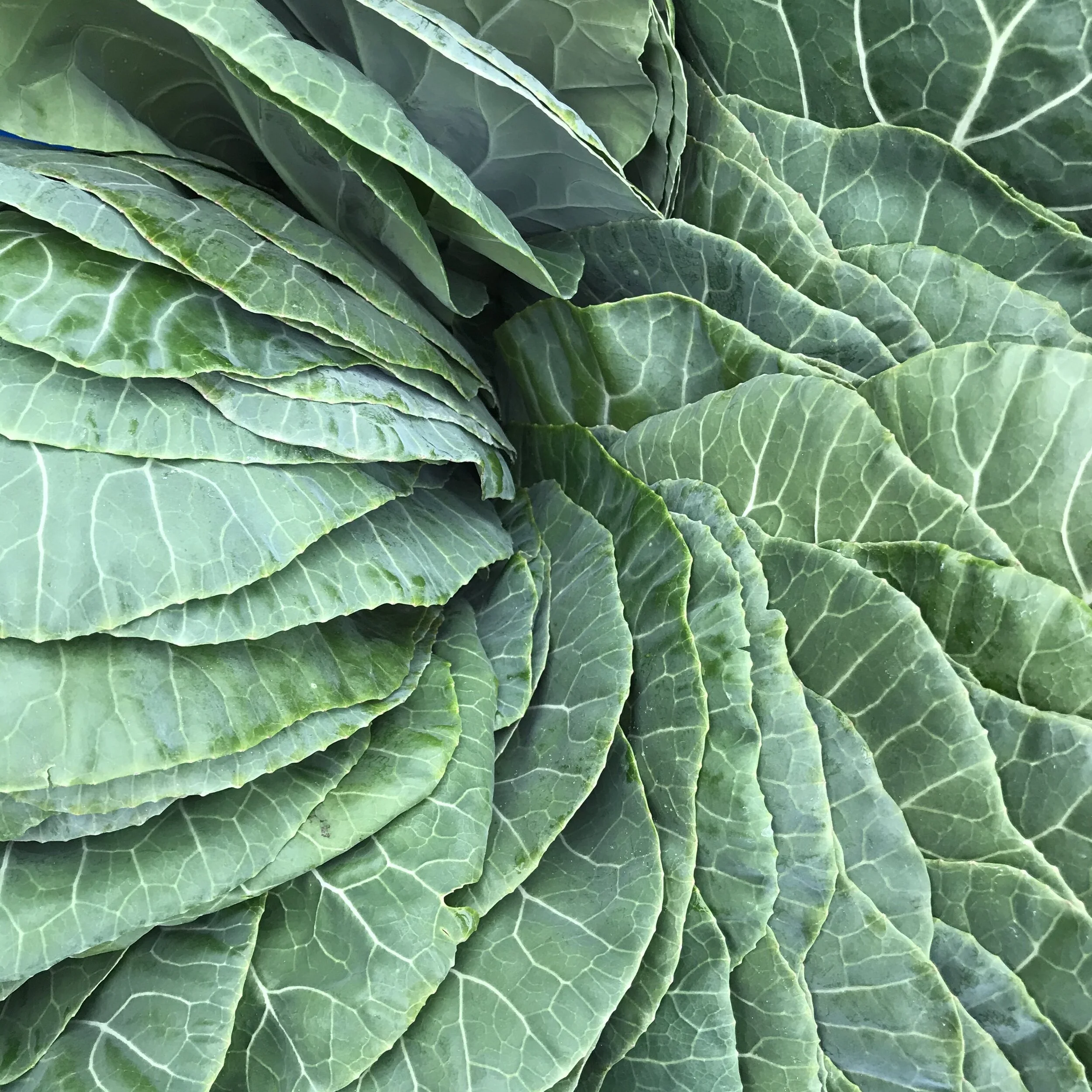  Collard swirl 