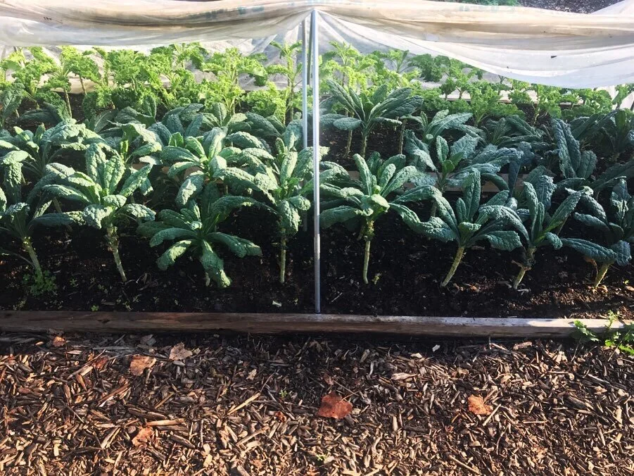  Keeping our kale and other cabbage family plants under a breathable row cover, even during the Summer months, was super effective at preventing damage from cabbage worms and other hungry insects 
