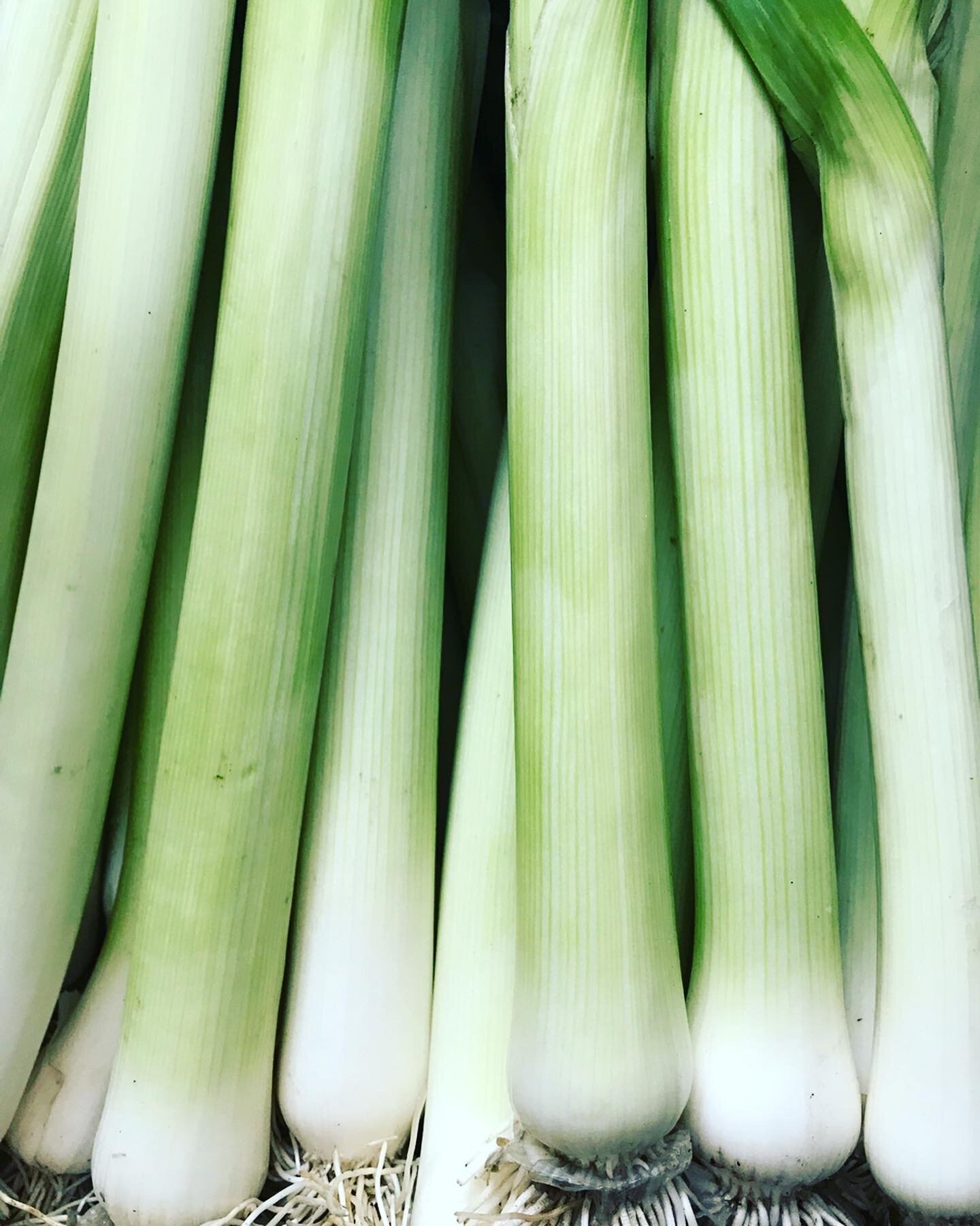  2019 was our 1st year growing leeks! 