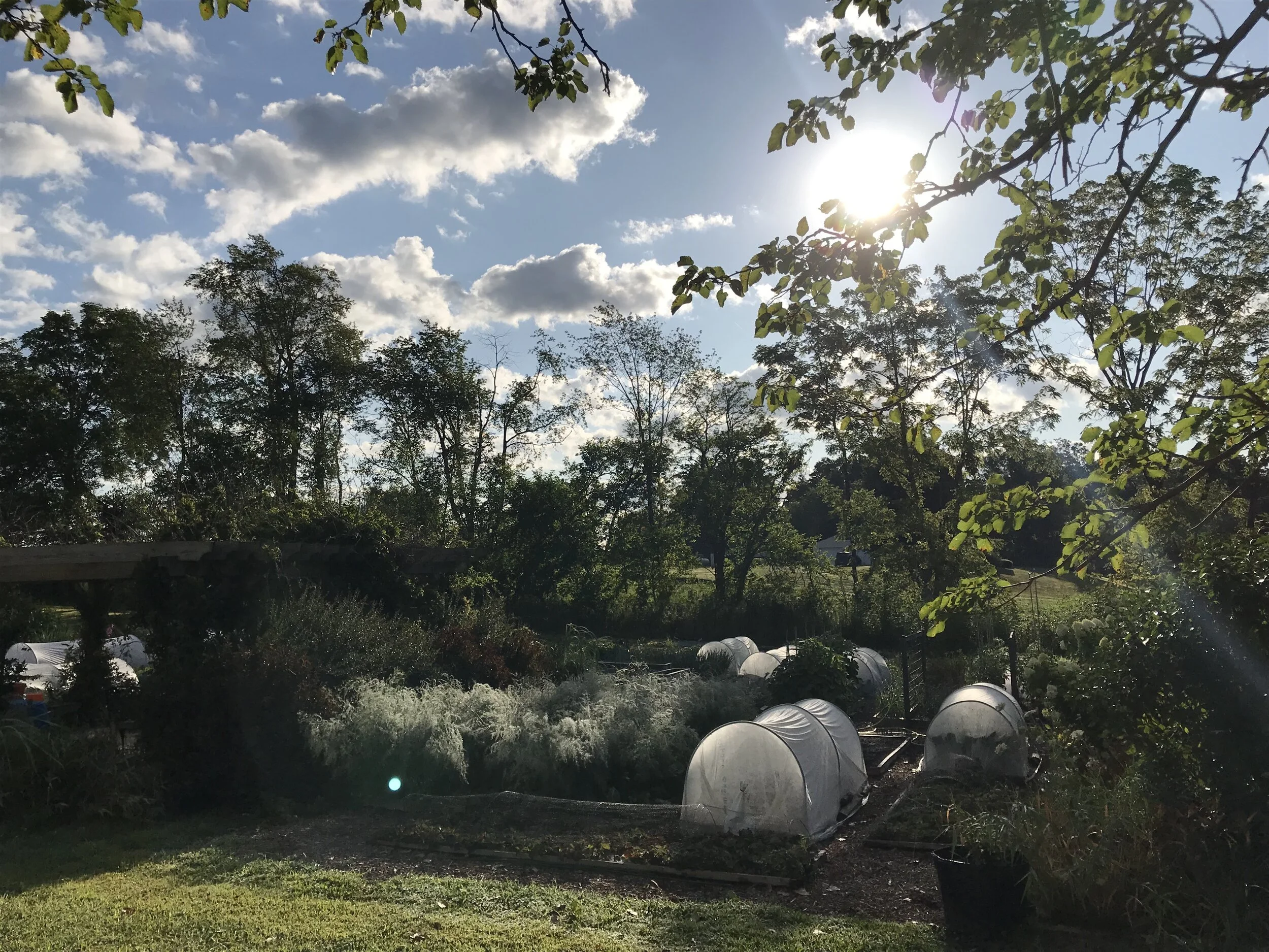  Morning at the farm in late Summer 