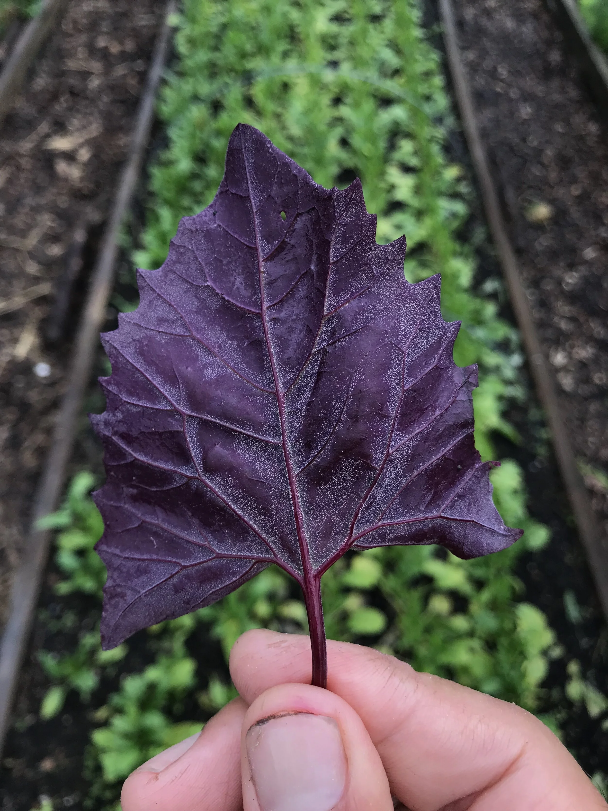  “Ruby Red” Orach - a tasty alternative to Spinach that’s resistant to bolting in the Summer heat! 