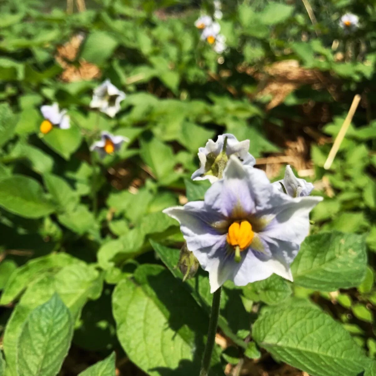  Potato flowers 