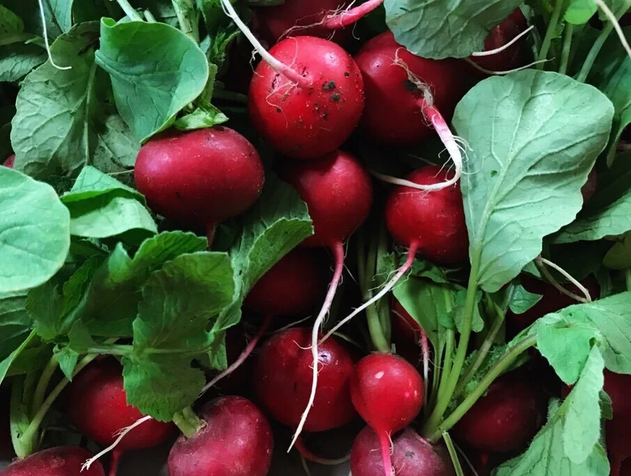 Radishes.JPG