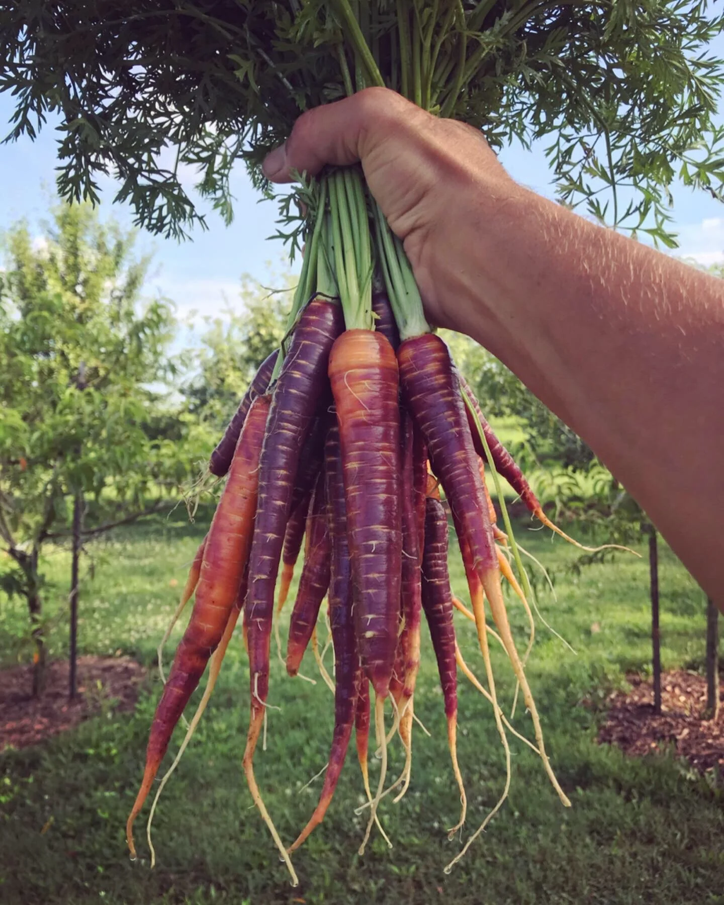  Purple Haze carrots. So sweet. 