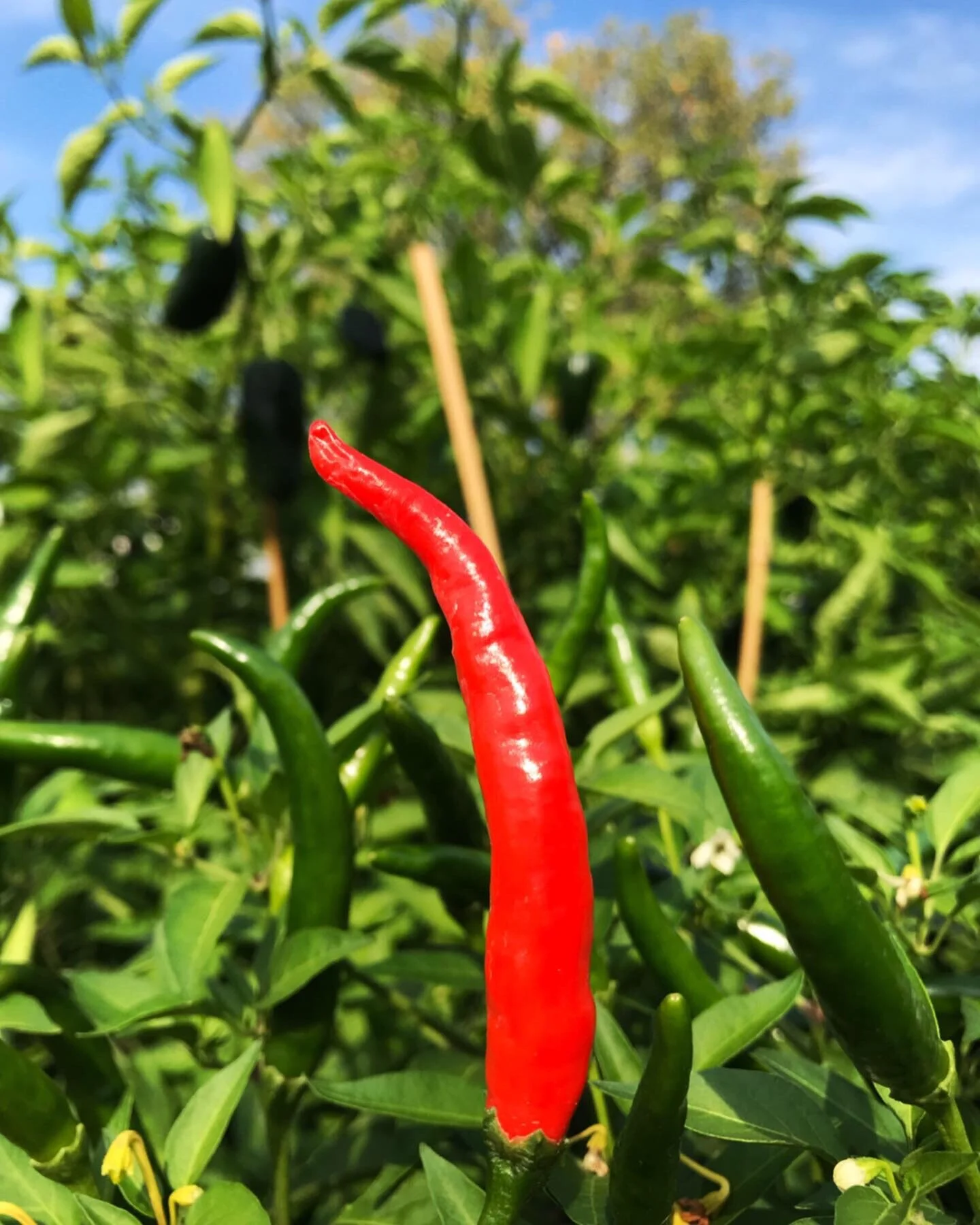  Red hot cayennes are not just loaded with flavor but also super good for you! 