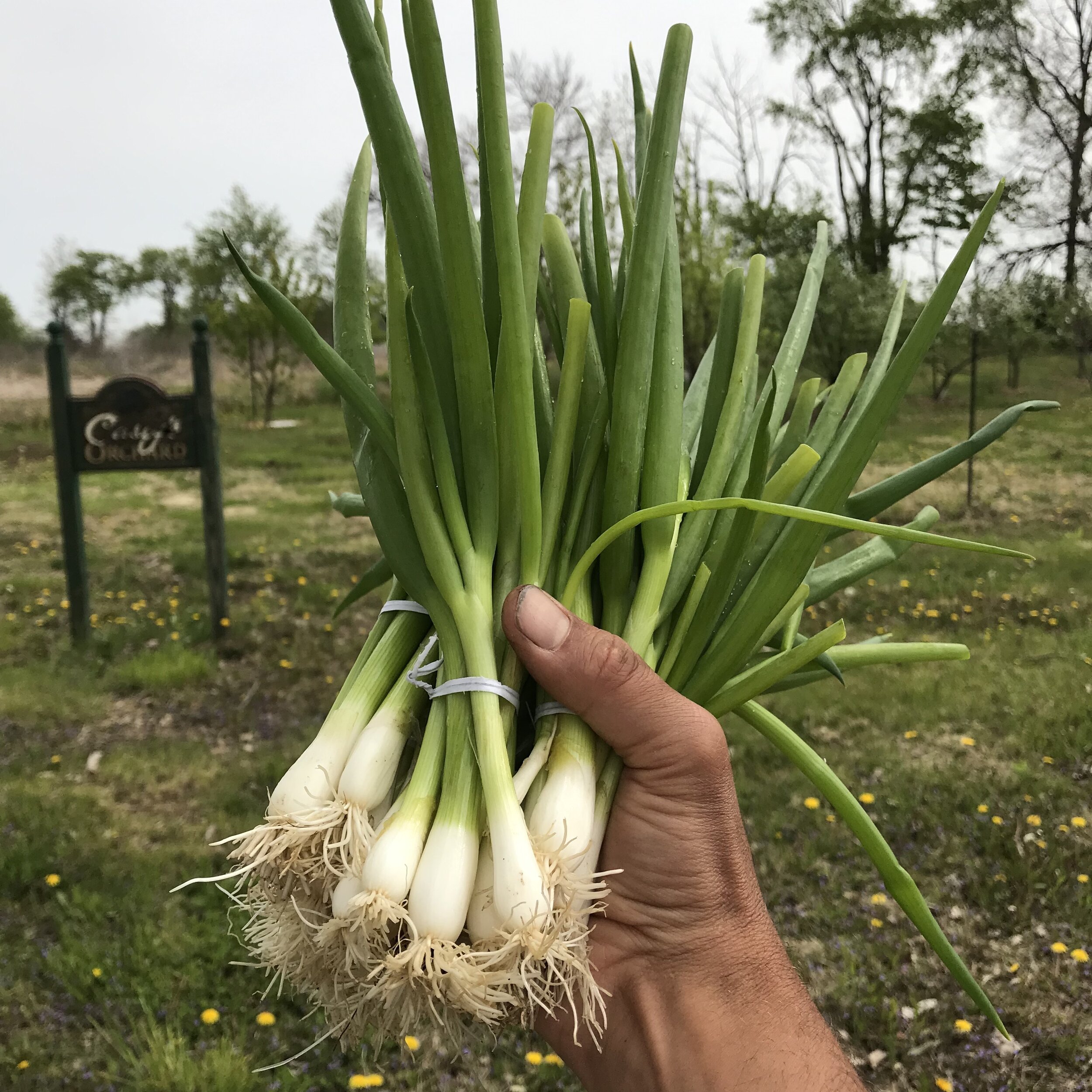  We grew over 40 lbs of scallions in 2019! 