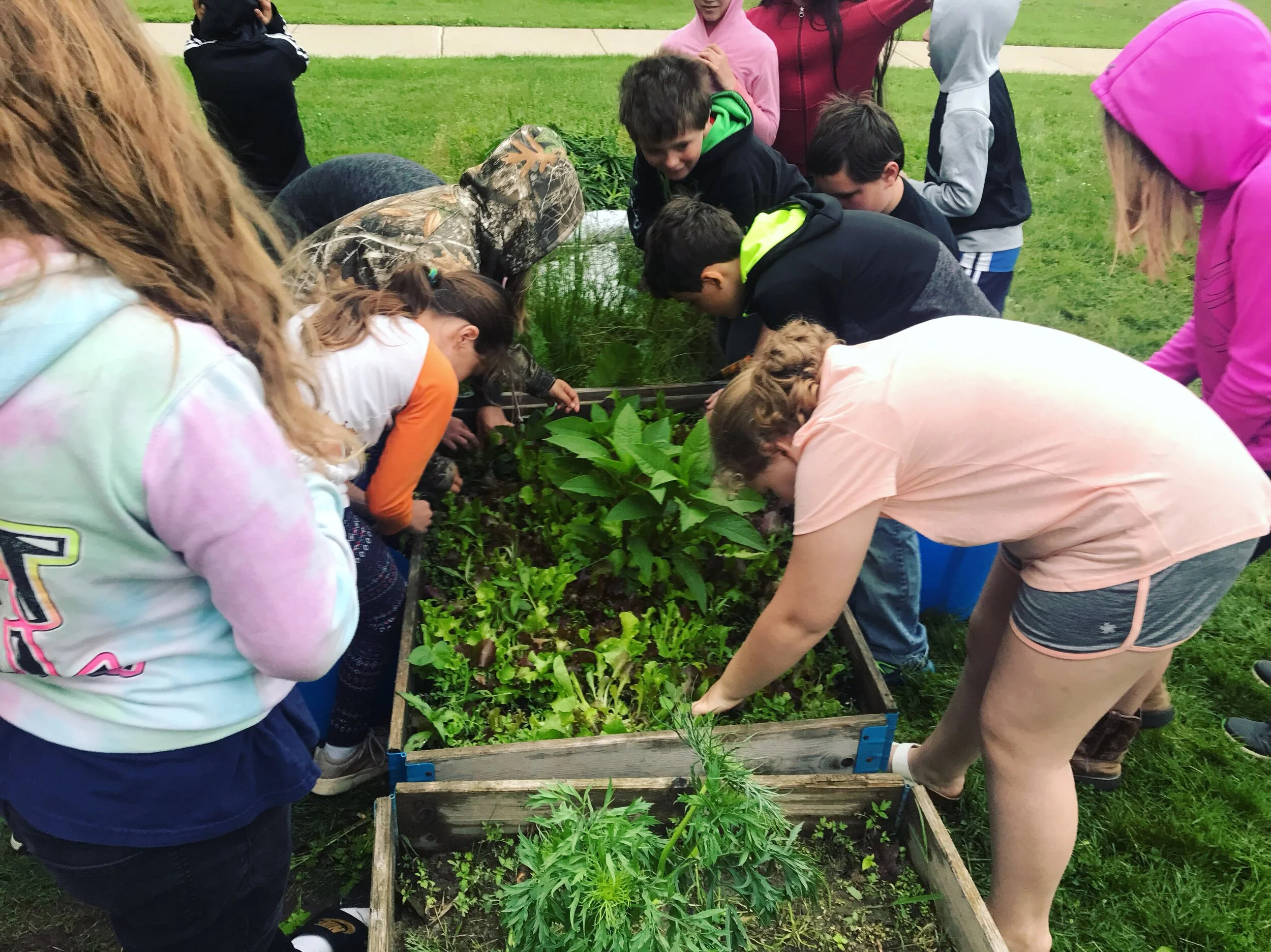  Late Spring harvest of greens before school let out for Summer at River Valley Elementary 