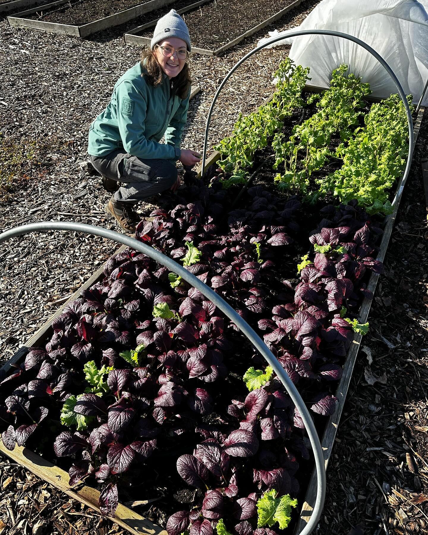 Our #mustardgreens love this late autumn weather!
*
#HFFF #growandgive #organicfoodforall #fooddonation #foodpantry #nevertoolatetogarden #nevertoolatetodonate #harborcountry #swmichigan #puremichigan #eatlocal #organicgardening #healthyliving