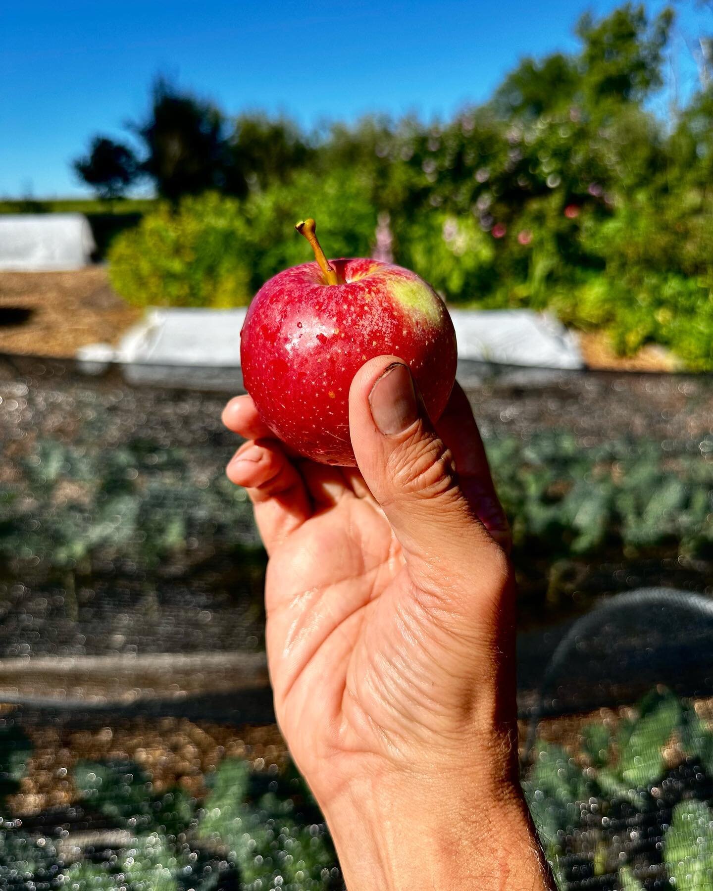 Amazing apple year here! Huge thanks to @whistlestopgrocery for once again donating deli containers for our apple slices; it helps to ensure that we can get both perfect and less-than-perfect fruit from our organic orchard to people in need. Thanks a