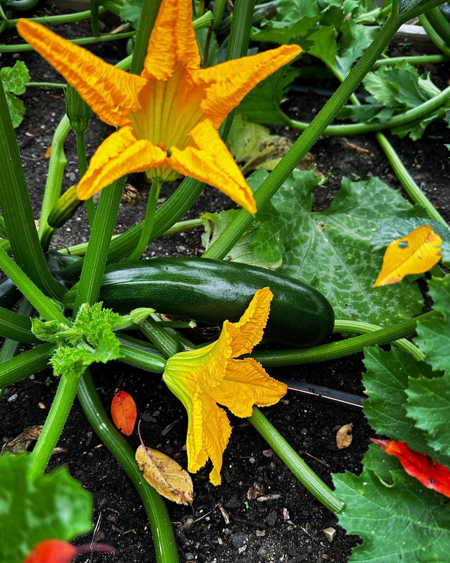 Autumn leaves &amp; a late planting of #zucchini going strong!
*
#hotcombo #fallfarm #successionplanting #HFFF #growandgive #organicfoodforall #fooddonation #foodpantry #nevertoolatetodonate #nevertoolatetogarden #harborcountry #swmichigan #puremichi