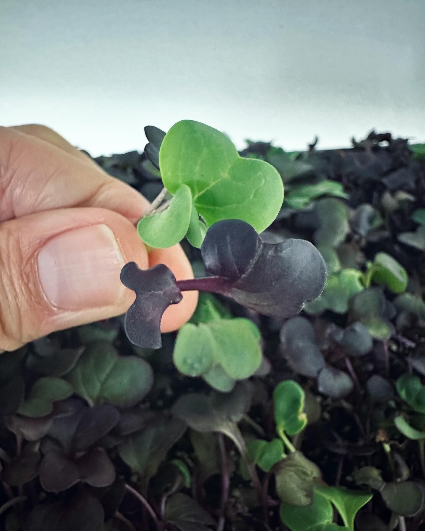 What a thrill to pick &amp; donate our first harvest ever of #microgreens!! We decided to try some indoor cultivation this winter with our grow lights, &amp; the first attempt at filling a couple trays of radish microgreens actually yielded some resp