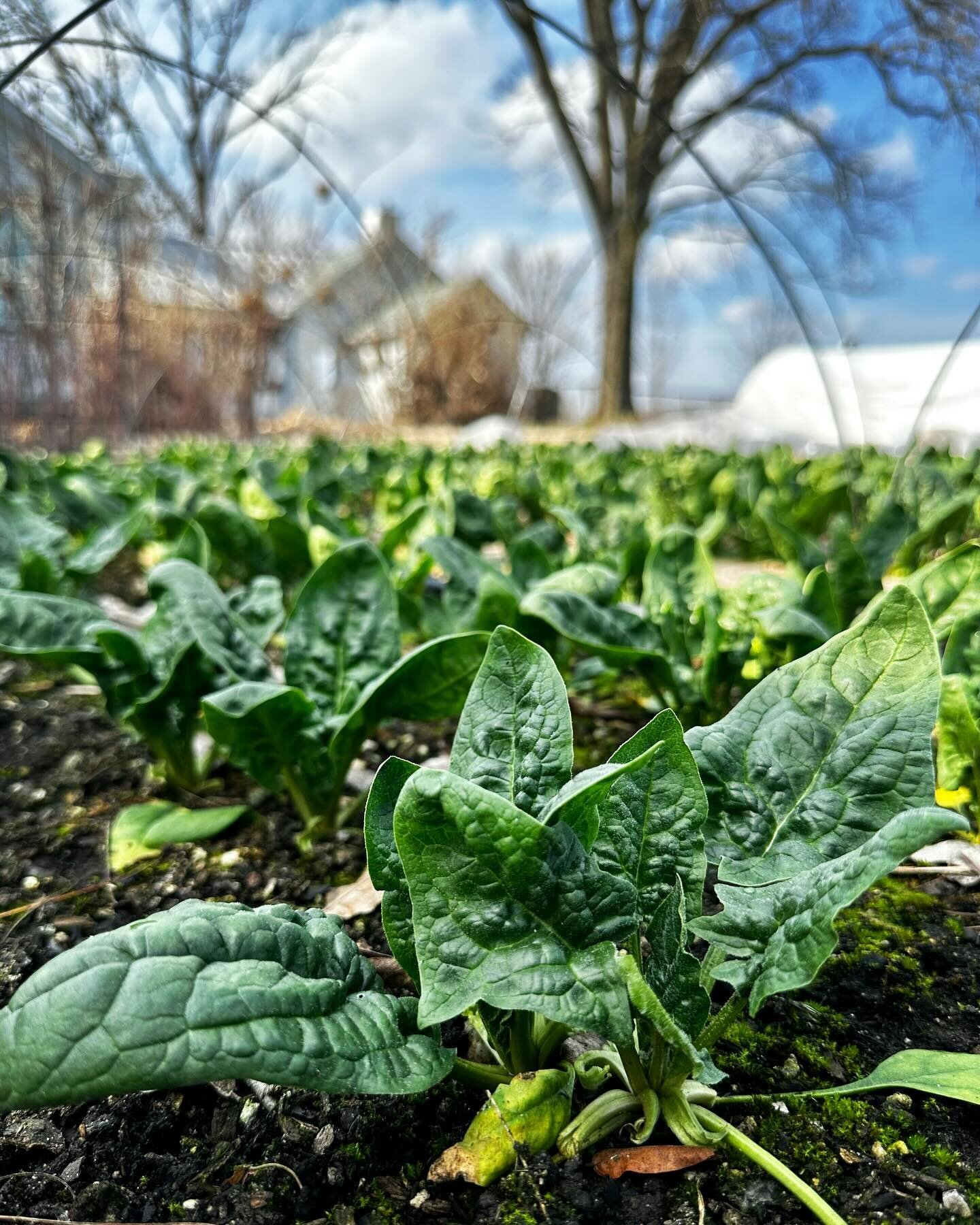 Happy Leap Day! Feels like we leapt a full month ahead this past week, with our first-ever February harvest (in sunny 70&deg; weather no less) along with more microgreen harvests &amp; a beautiful cutting of indoor bok choy&hellip;immediately followe