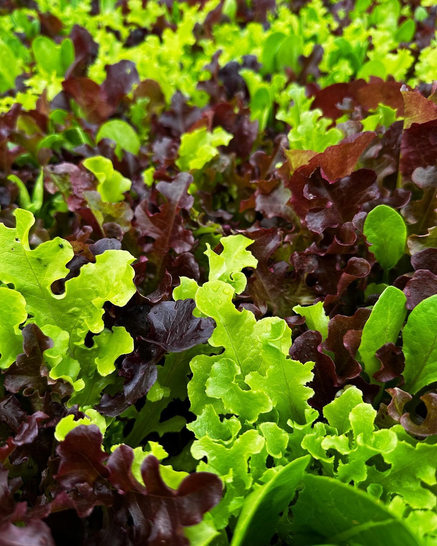 Our spring-planted #lettuce is coming in nice and early! We&rsquo;re planting in successions so we always have a steady supply to harvest and donate. The shade cloth helps to prolong harvest windows of each succession since it slows down the process 